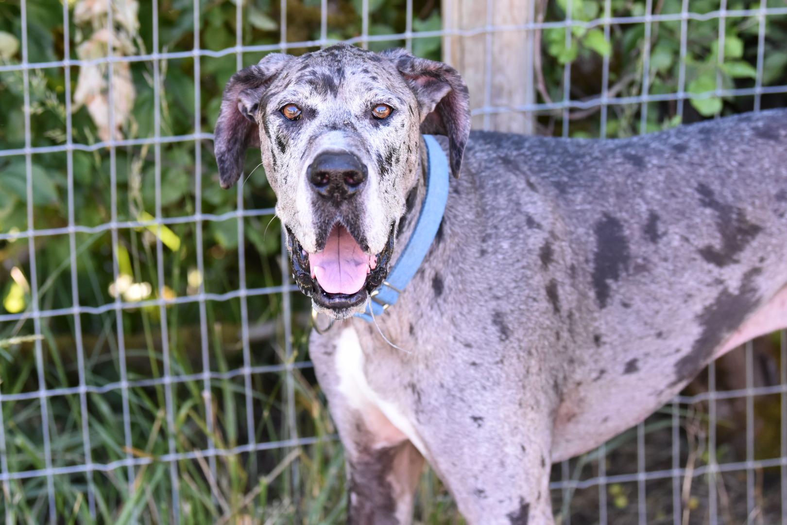 Loki, a Adoptable Great Dane in Oakville, WA image 2/6