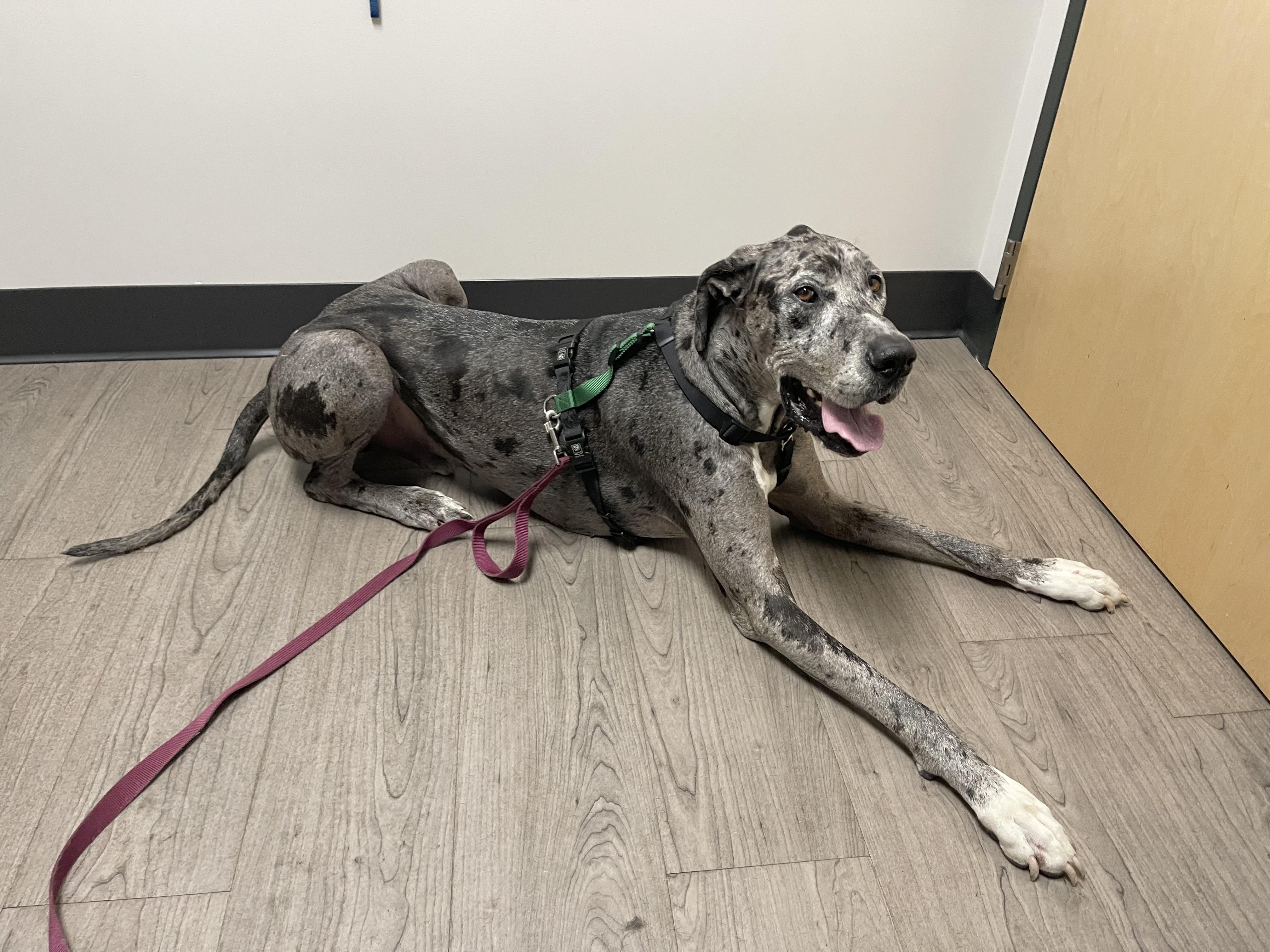 Loki, a Adoptable Great Dane in Oakville, WA image 3/6