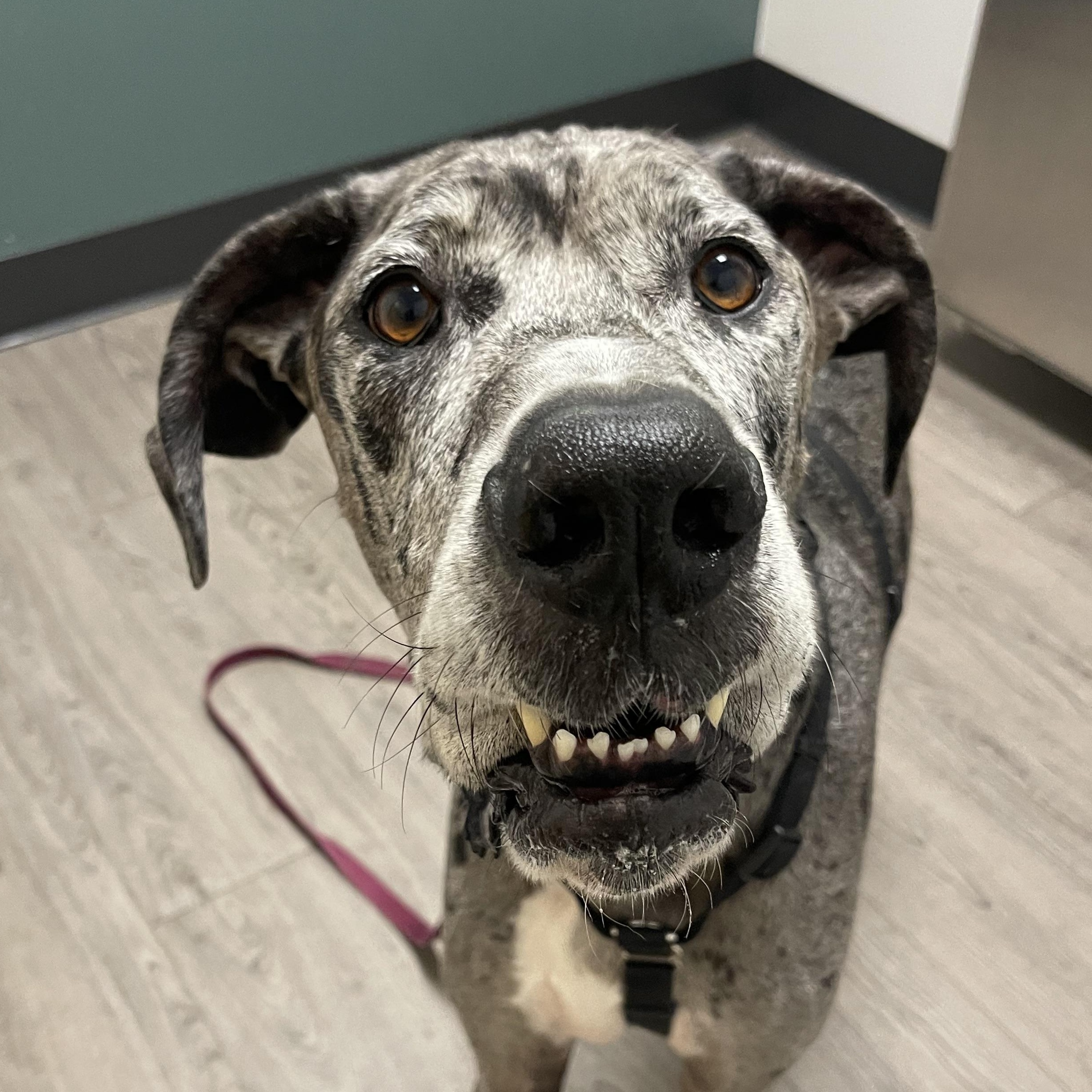 Loki, a Adoptable Great Dane in Oakville, WA image 1/6