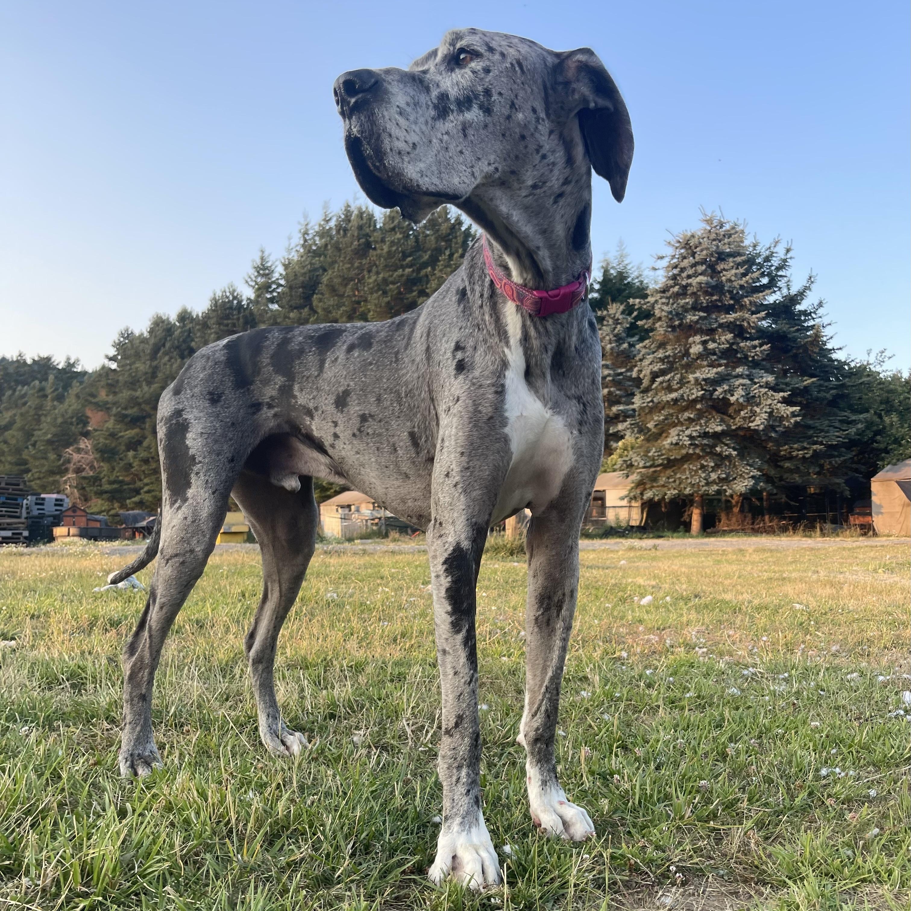 Enlarge Loki, an adopted Great Dane in Oakville, WA image 1/6