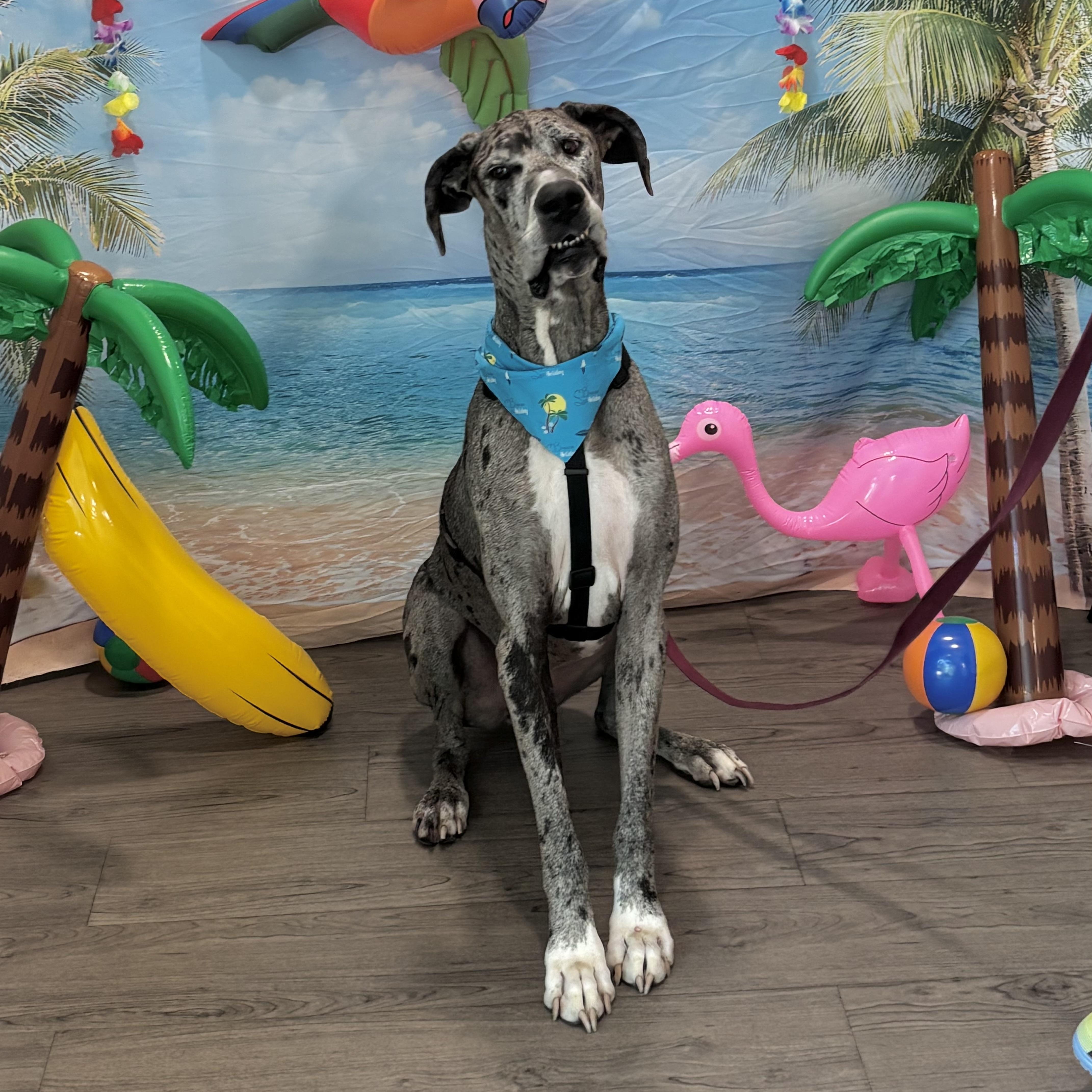Loki, a Adoptable Great Dane in Oakville, WA image 4/6