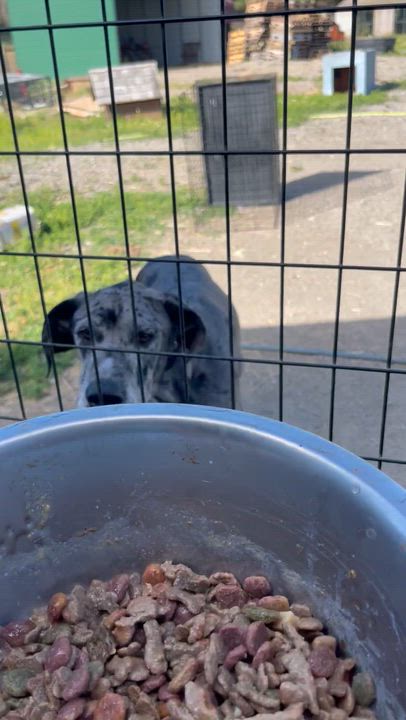 Enlarge Loki, a Adoptable Great Dane in Oakville, WA video 6/6
