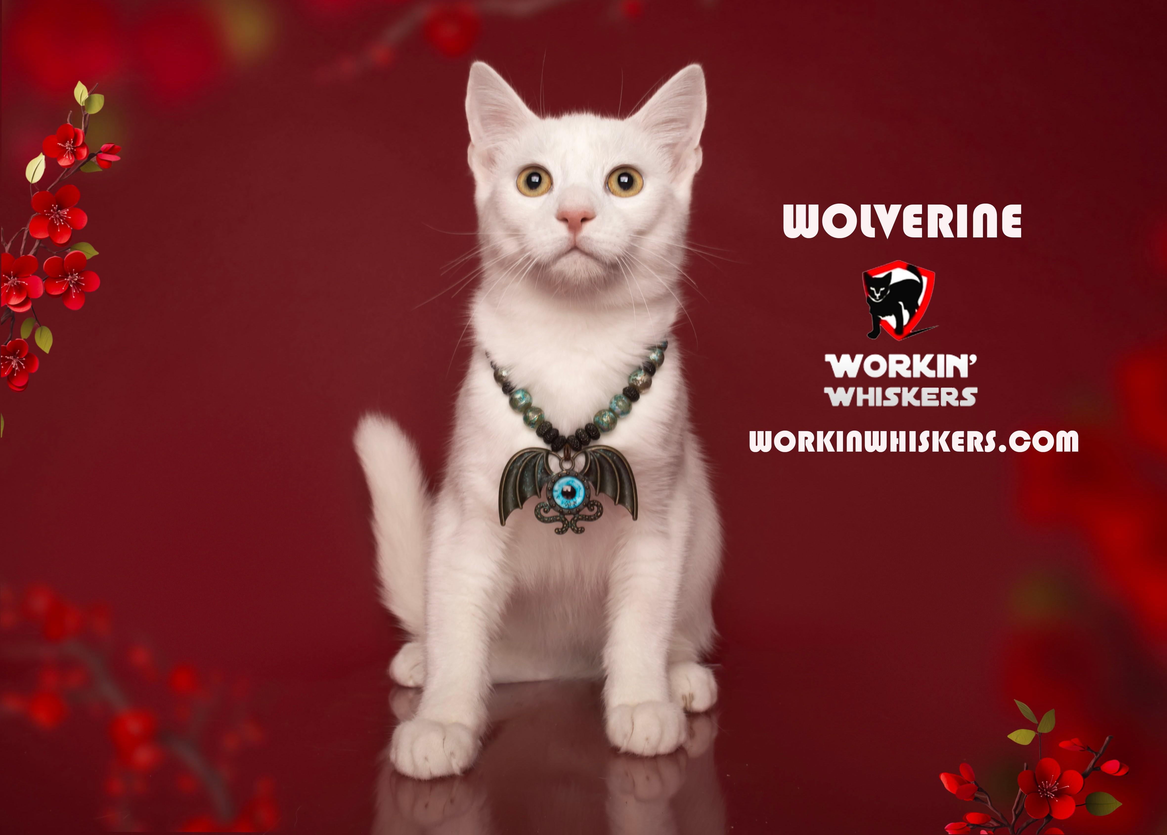 Enlarge WOLVERINE, a Adoptable mixed breed in HEMET, CA image 5/6