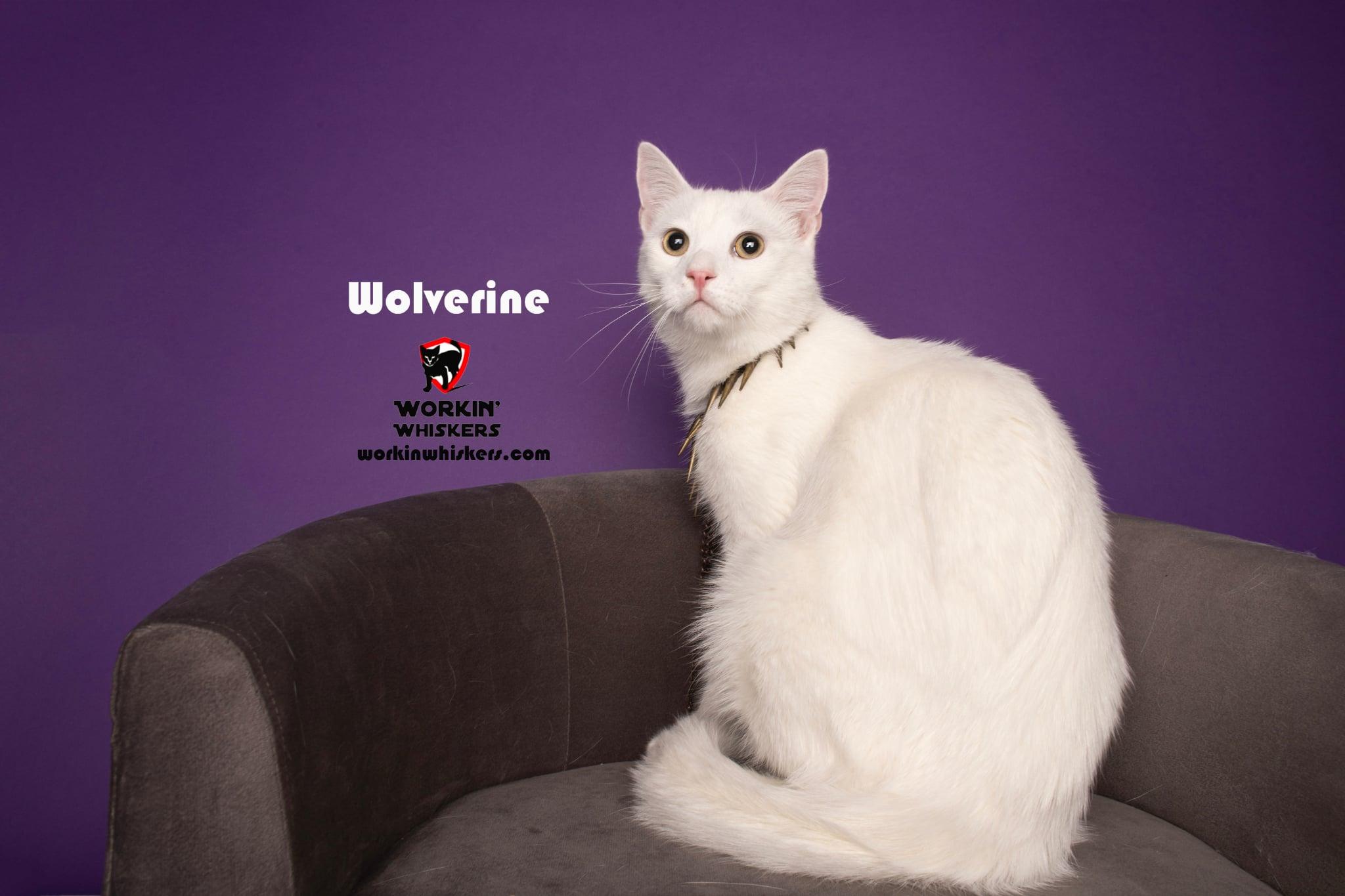 Enlarge WOLVERINE, a Adoptable mixed breed in HEMET, CA image 1/6
