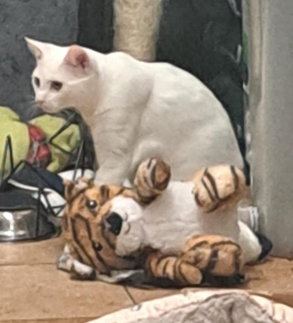 Enlarge WOLVERINE, a Adoptable mixed breed in HEMET, CA image 2/6