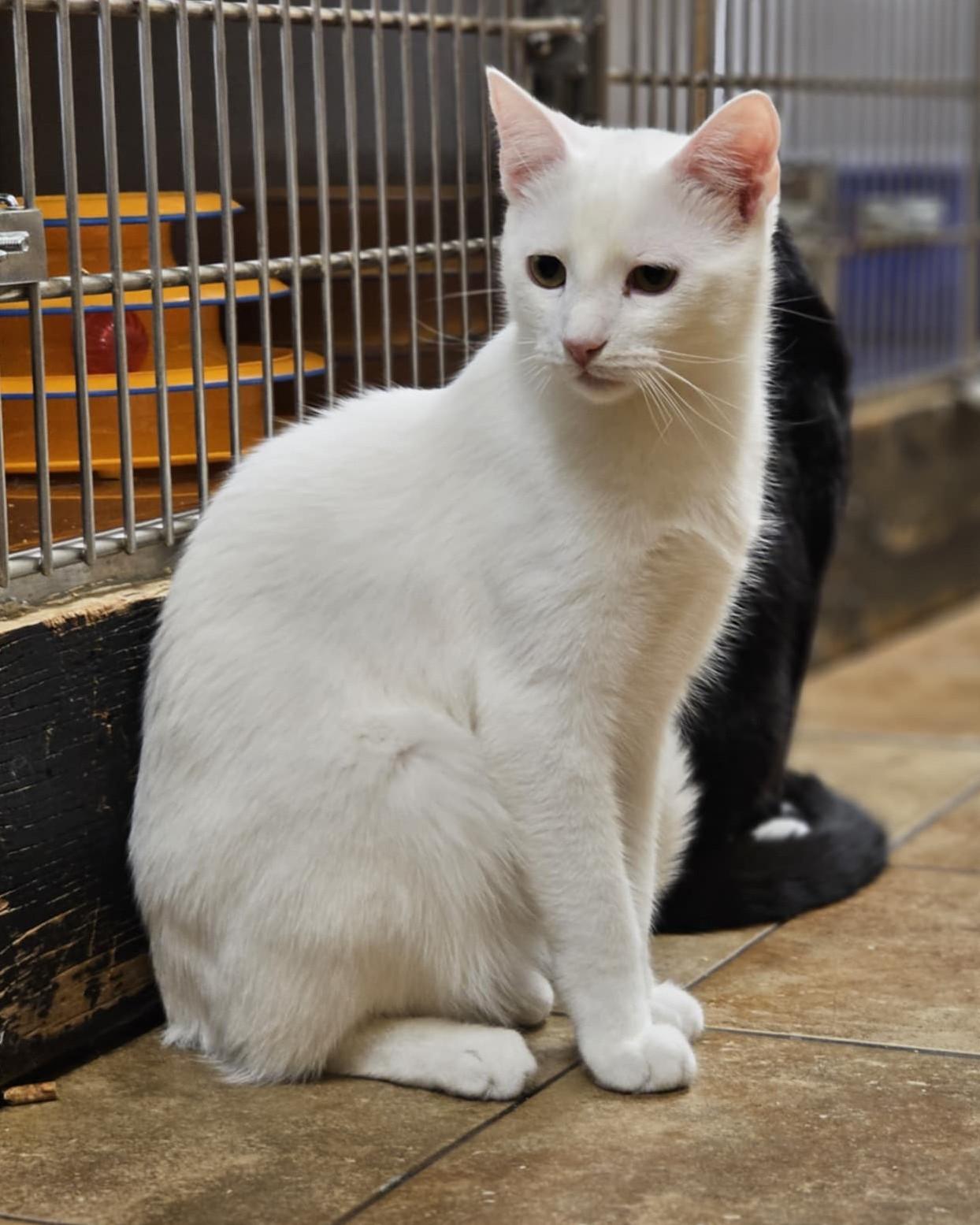 Enlarge WOLVERINE, a Adoptable mixed breed in HEMET, CA image 4/6