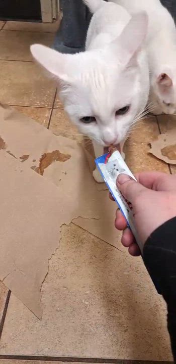 Enlarge WOLVERINE, a Adoptable mixed breed in HEMET, CA video 6/6