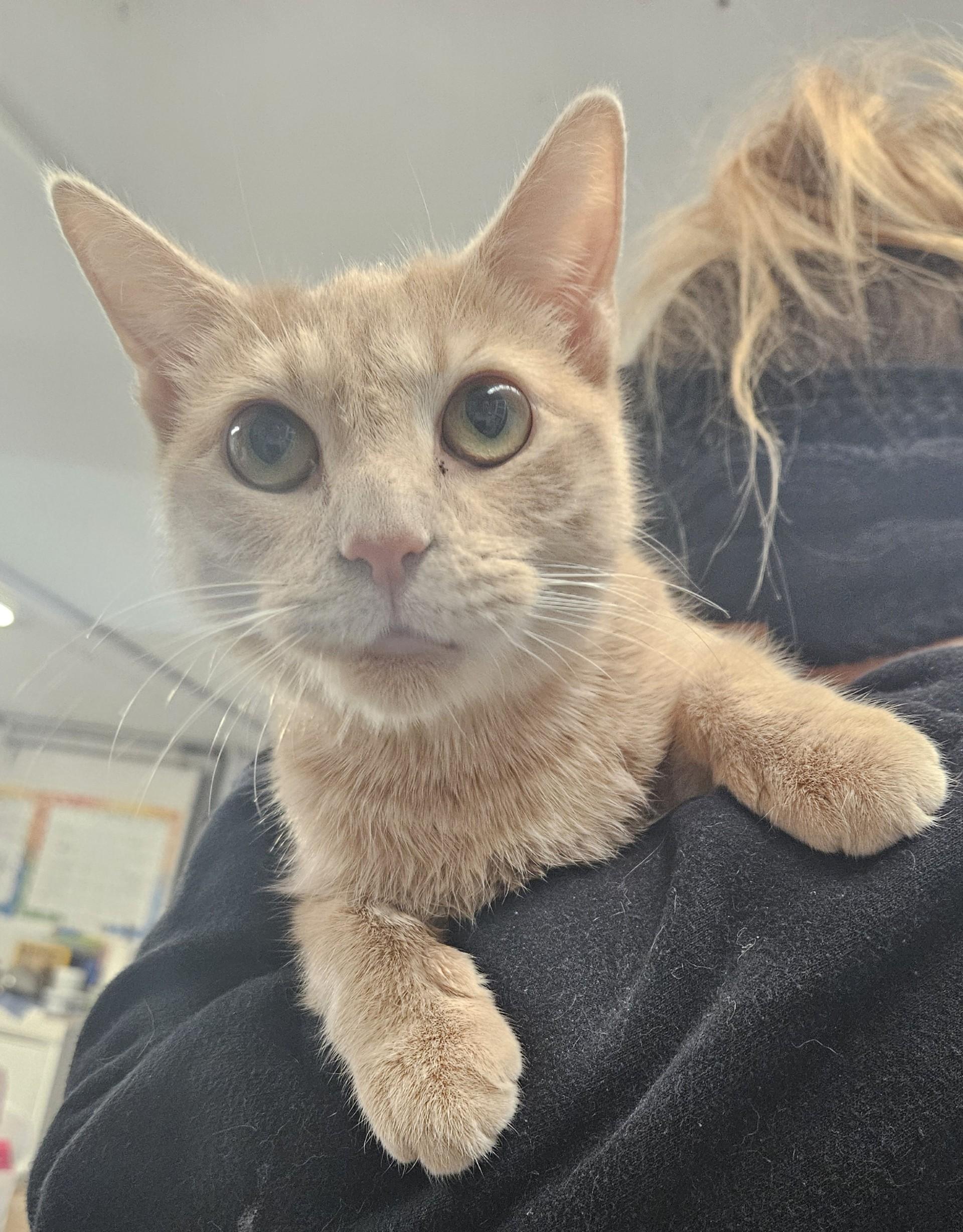 Dandriff, ADOPTABLE, Adult Female Domestic Short Hair.