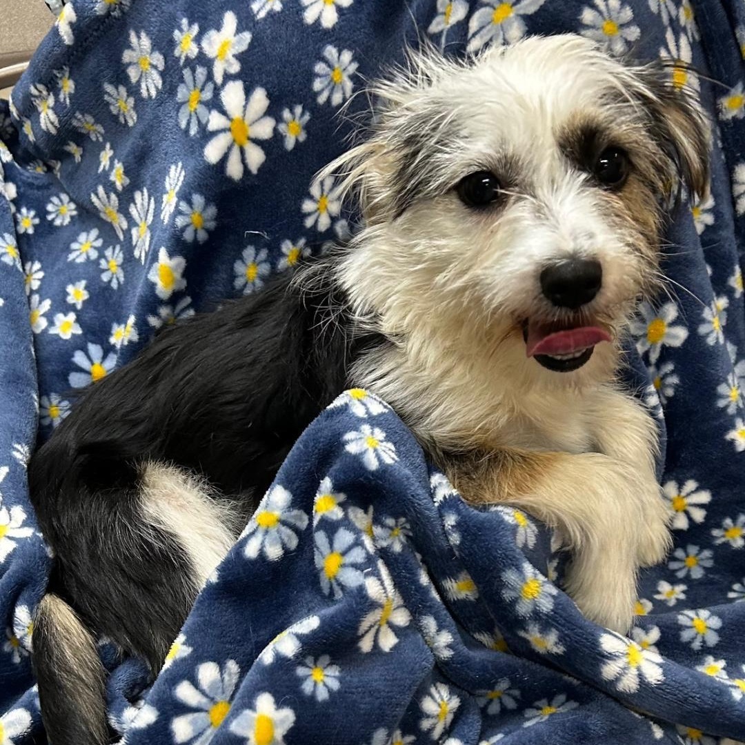 Enlarge Max, a ADOPTABLE mixed breed in Bartonsville, PA image 2/4