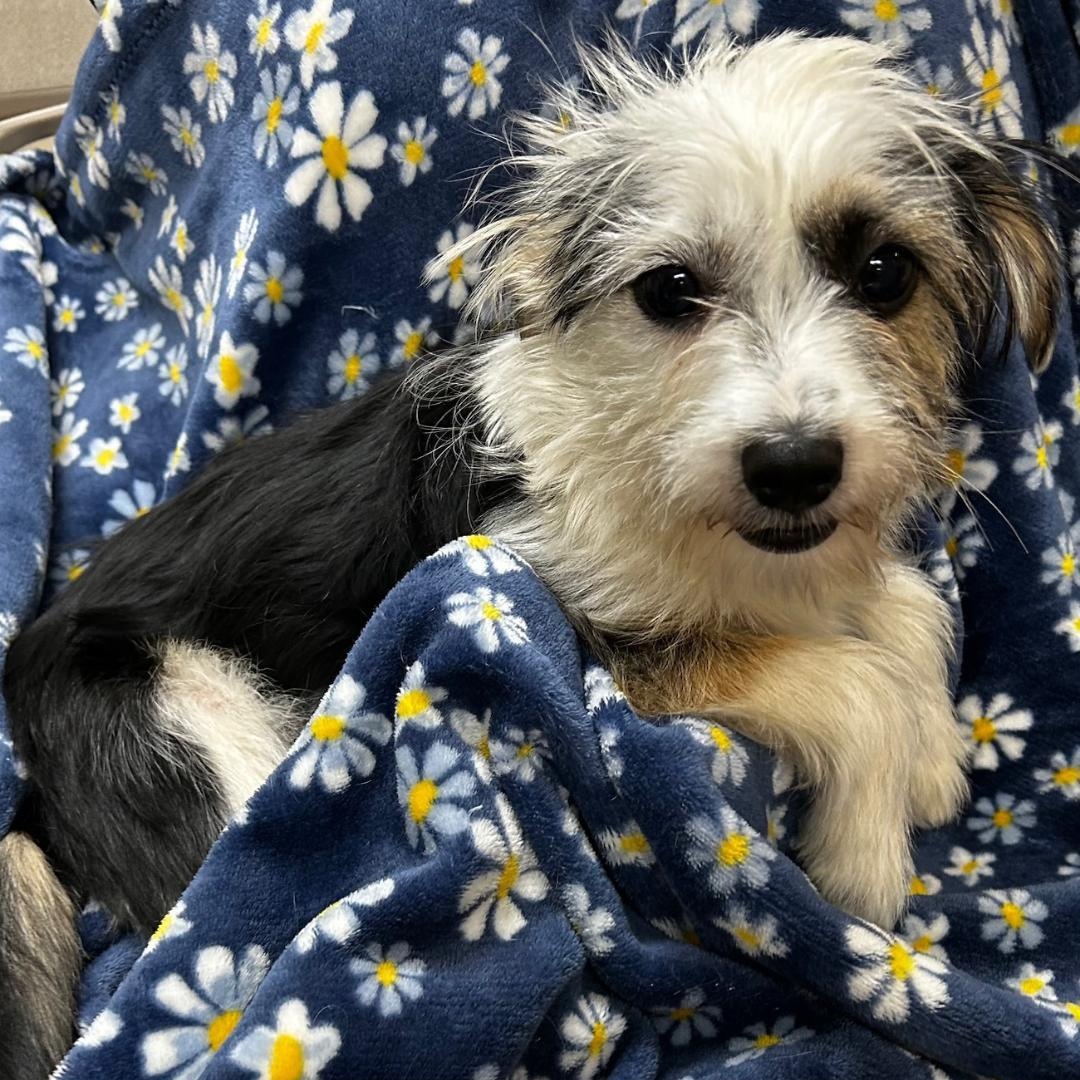 Max, ADOPTABLE, Puppy Male Yorkshire Terrier & Schnauzer.