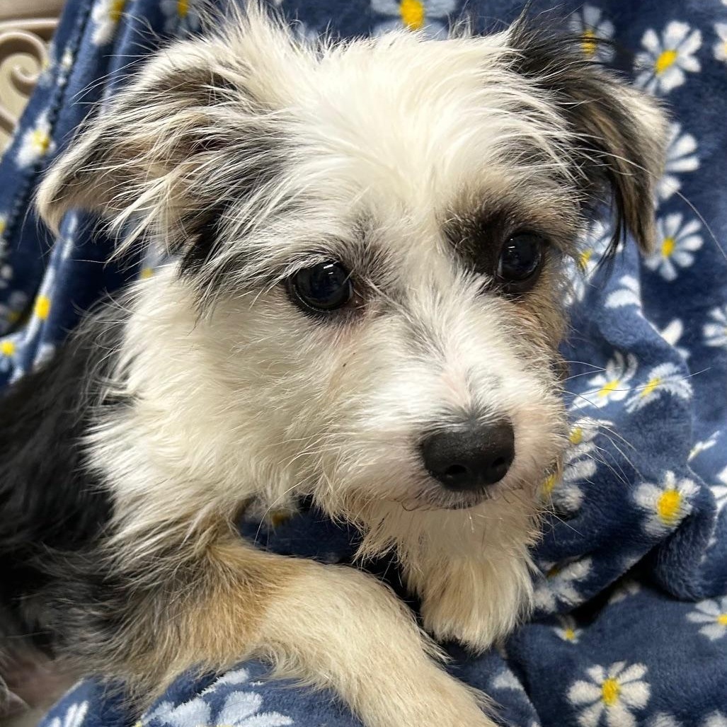 Enlarge Max, a ADOPTABLE mixed breed in Bartonsville, PA image 3/4