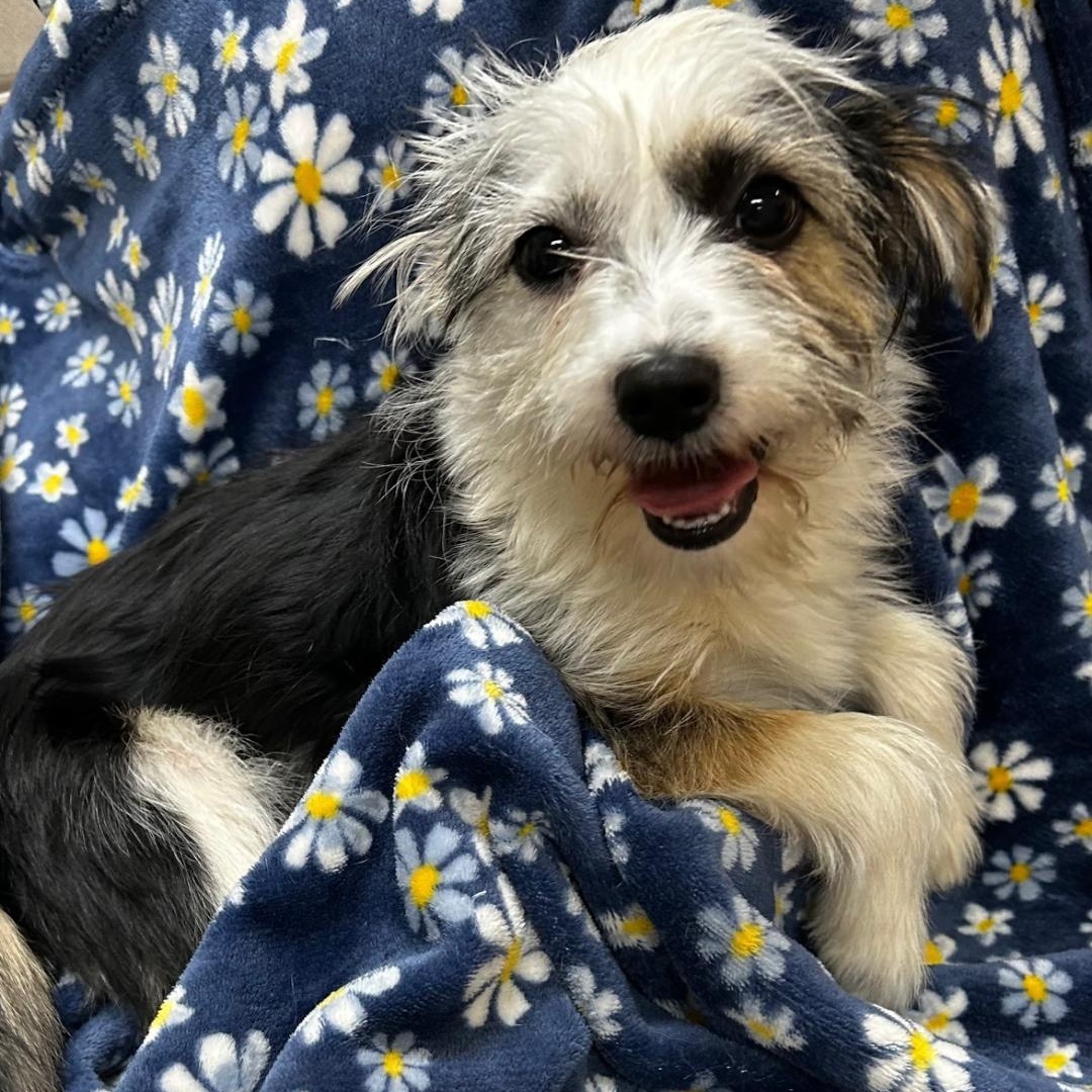 Enlarge Max, a ADOPTABLE mixed breed in Bartonsville, PA image 4/4