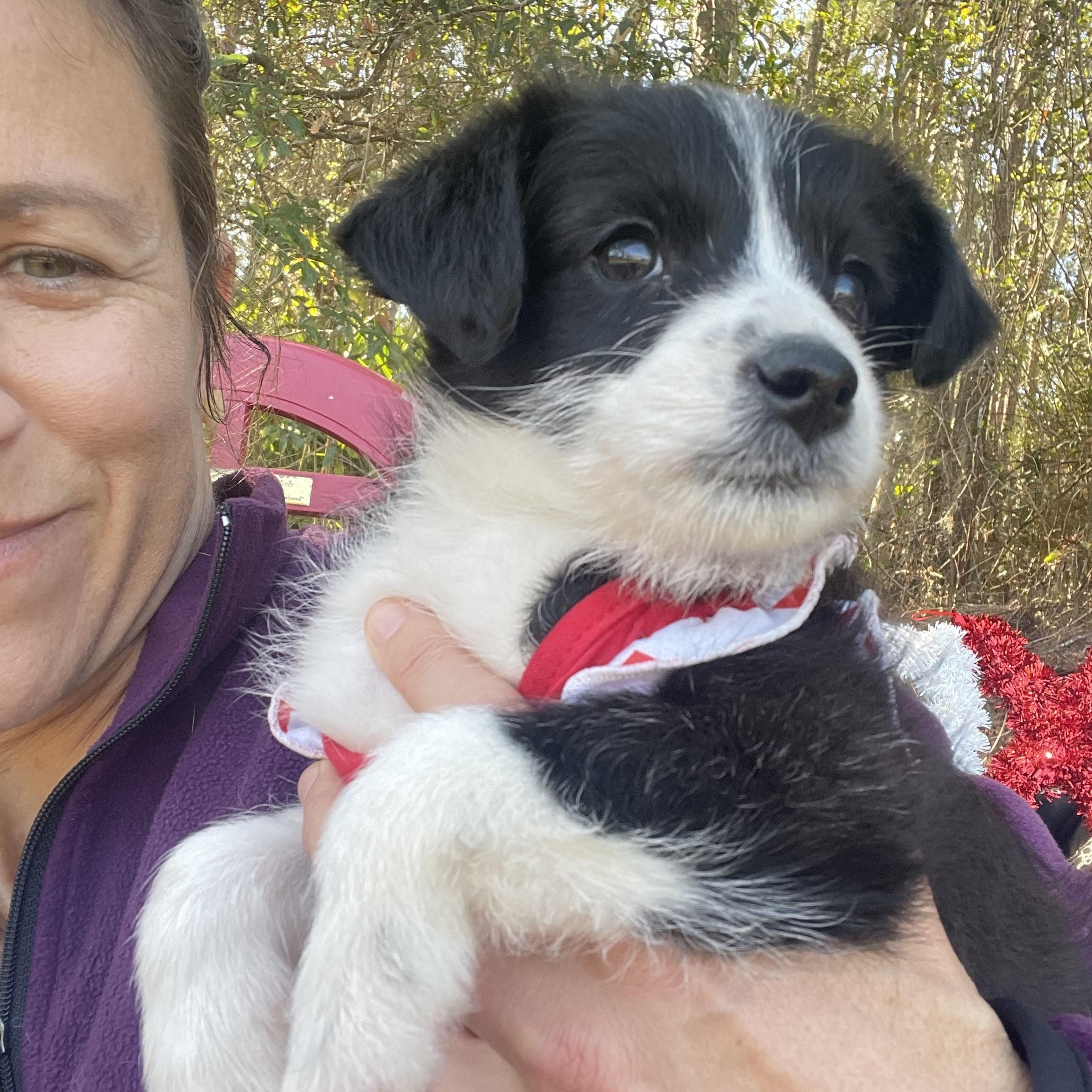 Enlarge Ebbi, an adopted mixed breed in Sebring, FL image 3/5