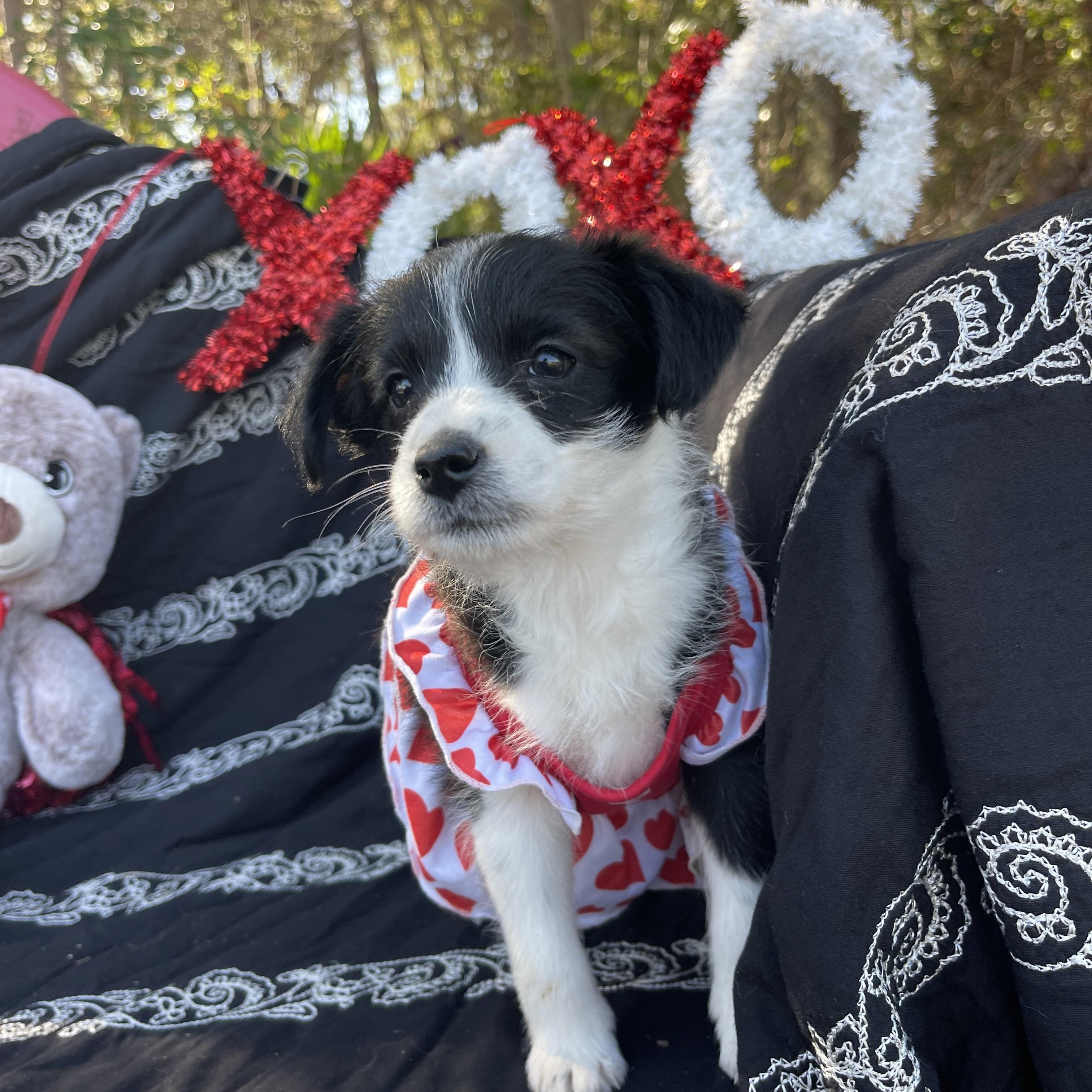 Enlarge Ebbi, an adopted mixed breed in Sebring, FL image 4/5