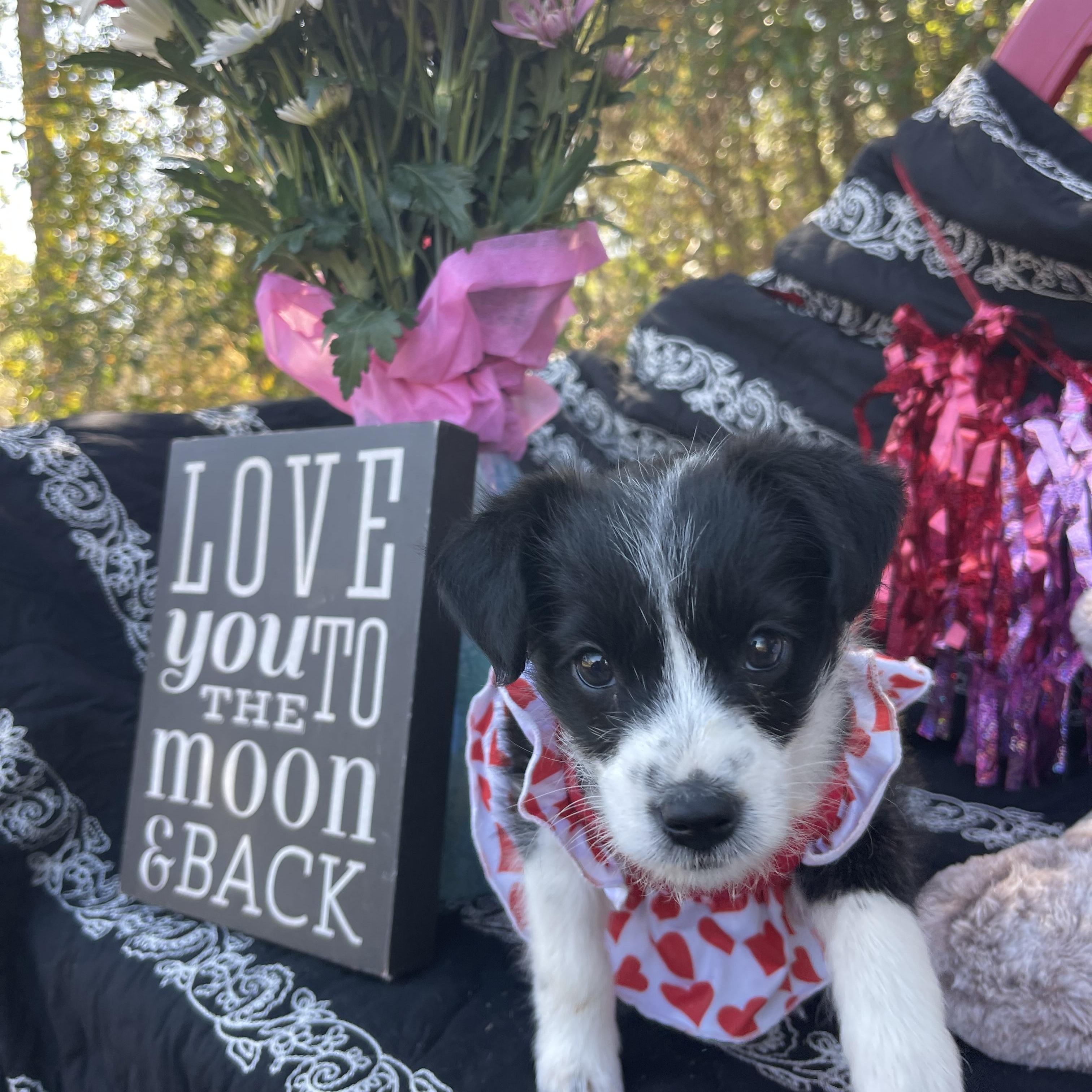 Enlarge Ebbi, an adopted mixed breed in Sebring, FL image 2/5