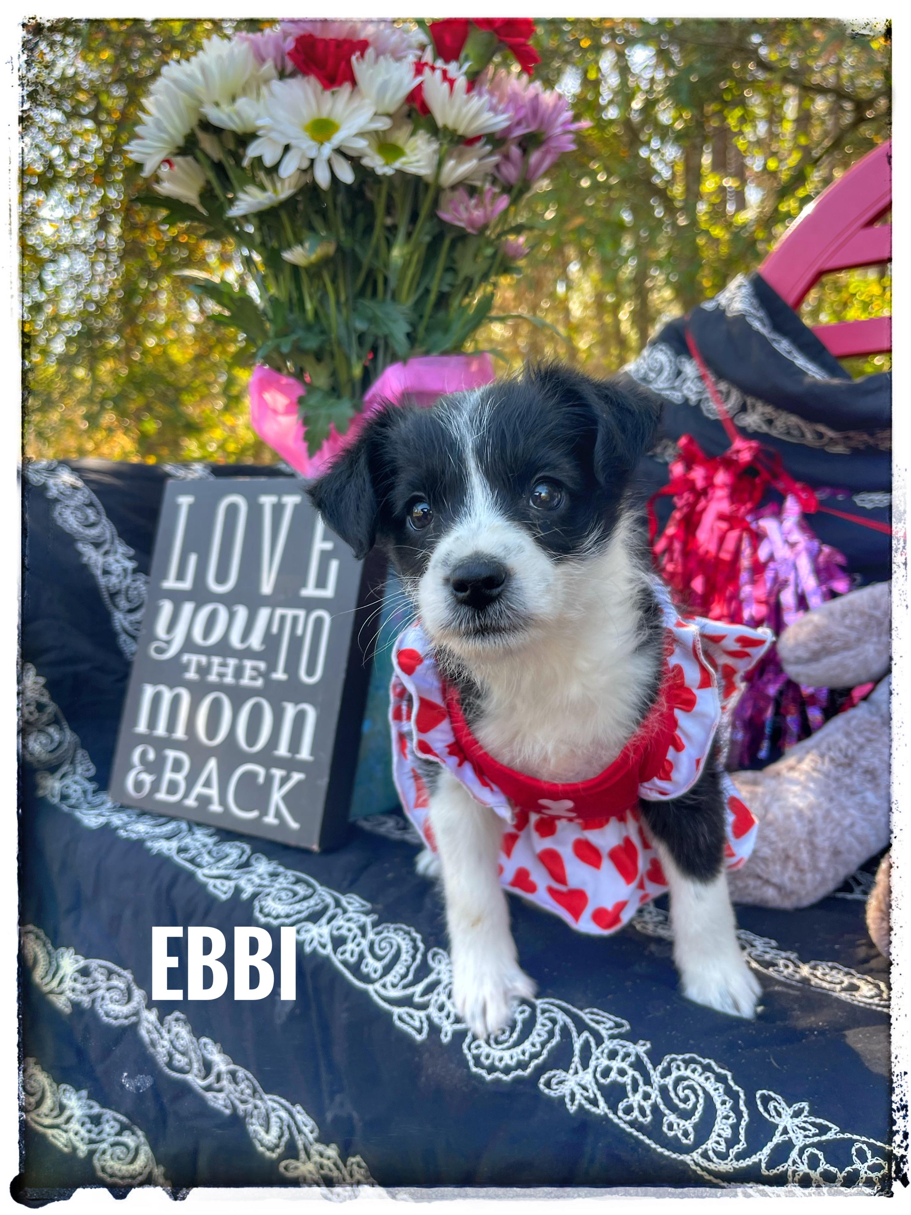 Enlarge Ebbi, an adopted mixed breed in Sebring, FL image 1/5