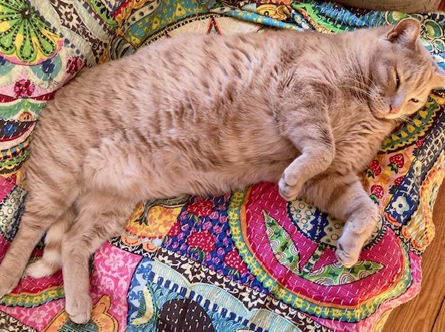 Enlarge Harry, a ADOPTABLE Domestic Short Hair in Ottawa, ON image 2/5