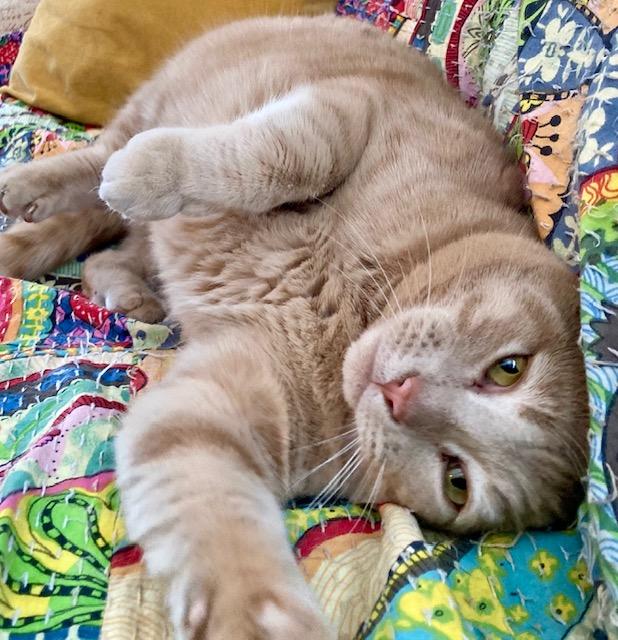 Harry, ADOPTABLE, Senior Male Domestic Short Hair.