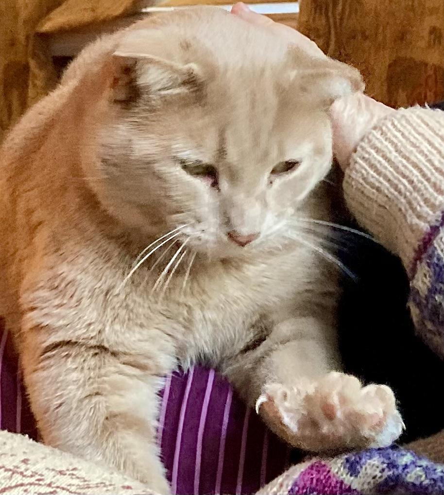 Enlarge Harry, a ADOPTABLE Domestic Short Hair in Ottawa, ON image 3/5