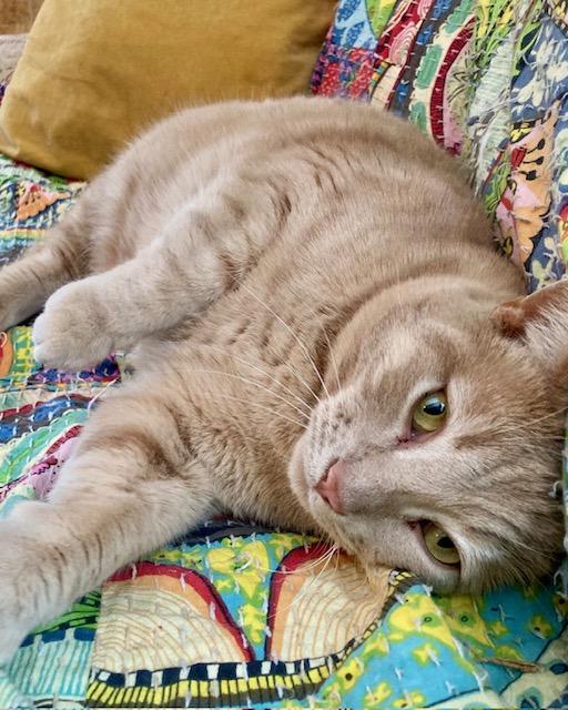 Enlarge Harry, a ADOPTABLE Domestic Short Hair in Ottawa, ON image 5/5