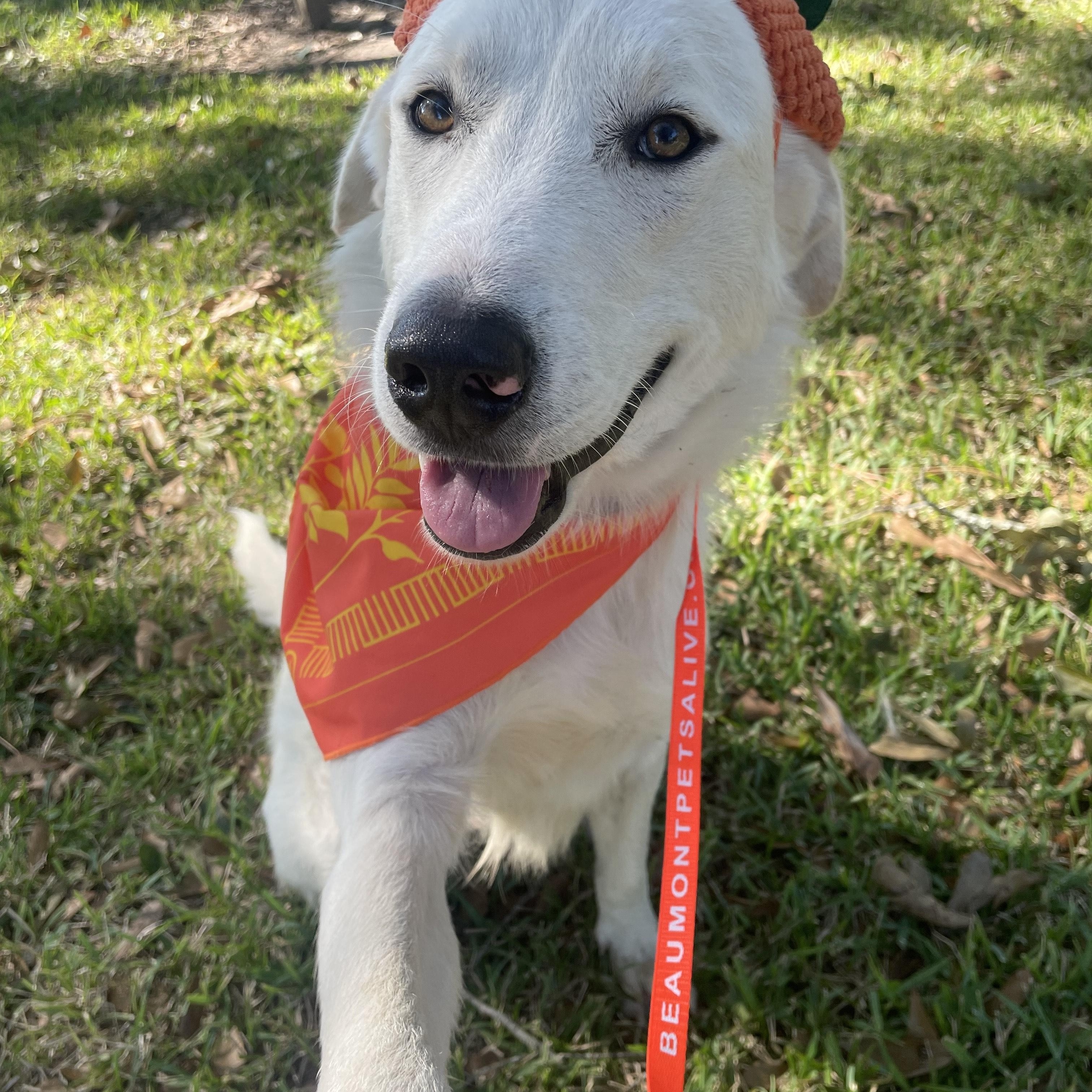 Juliet, a Adopted mixed breed in boise, ID image 3/3