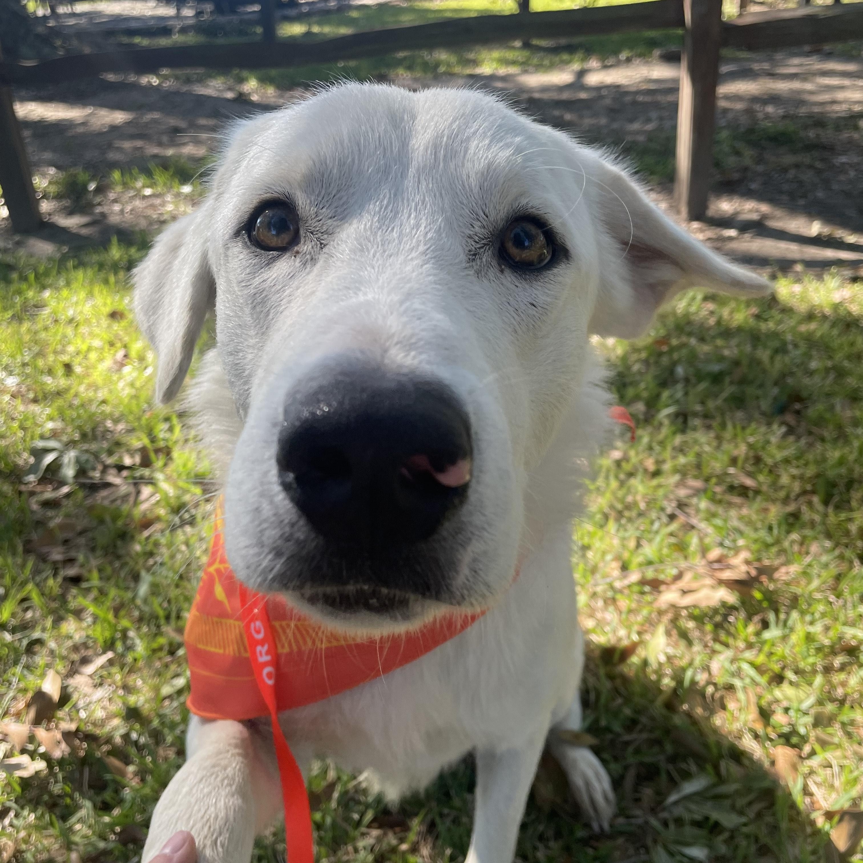 Juliet, a Adopted mixed breed in boise, ID image 2/3