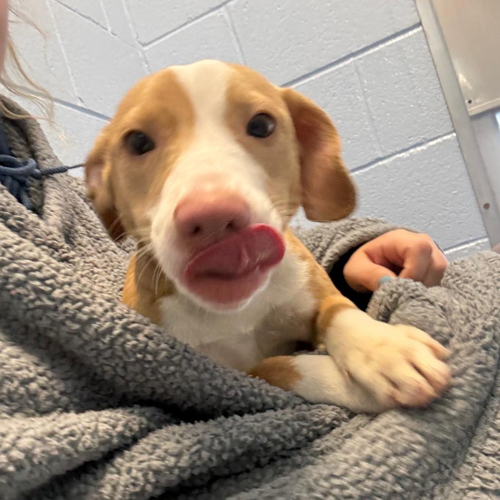 Enlarge Pepper Anne, a Adoptable Hound in Martinsville, VA image 1/3