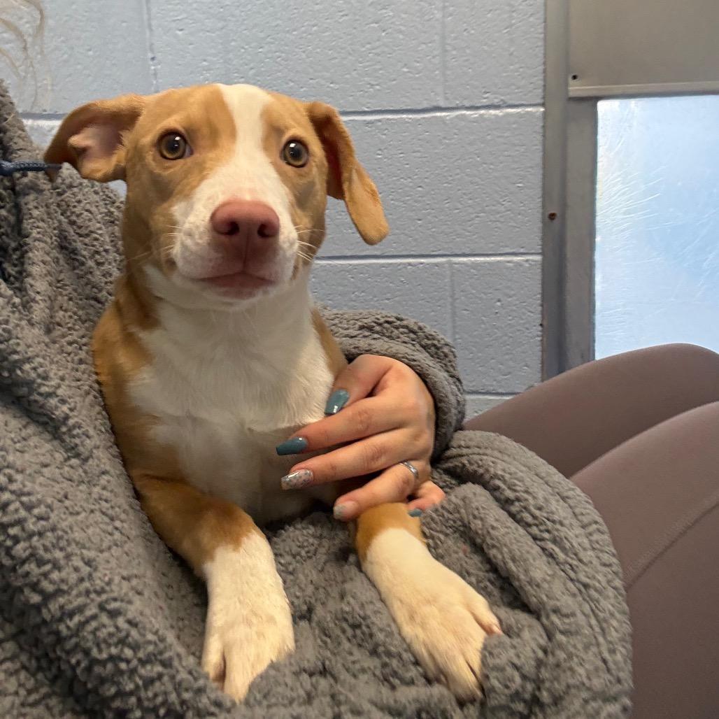 Enlarge Pepper Anne, a Adoptable Hound in Martinsville, VA image 2/3