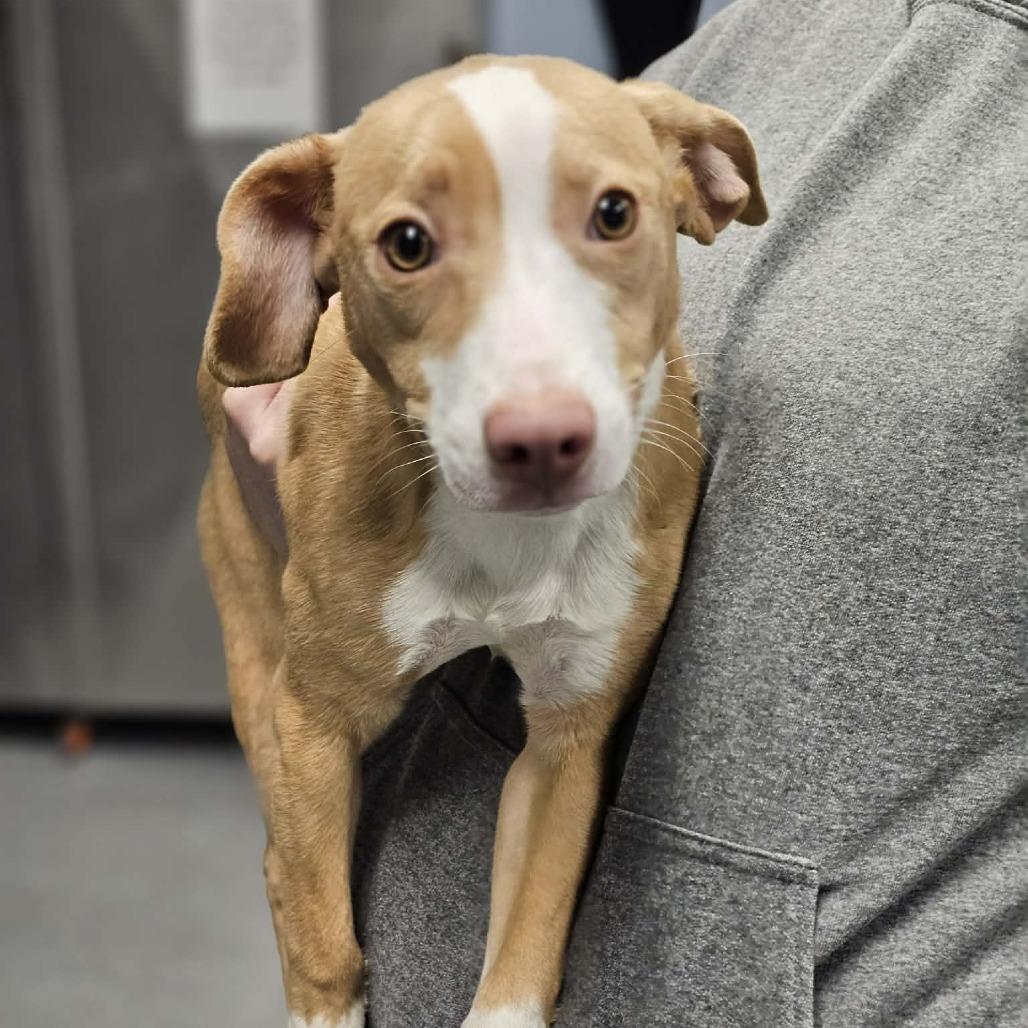 Enlarge Pepper Anne, a Adoptable Hound in Martinsville, VA image 3/3