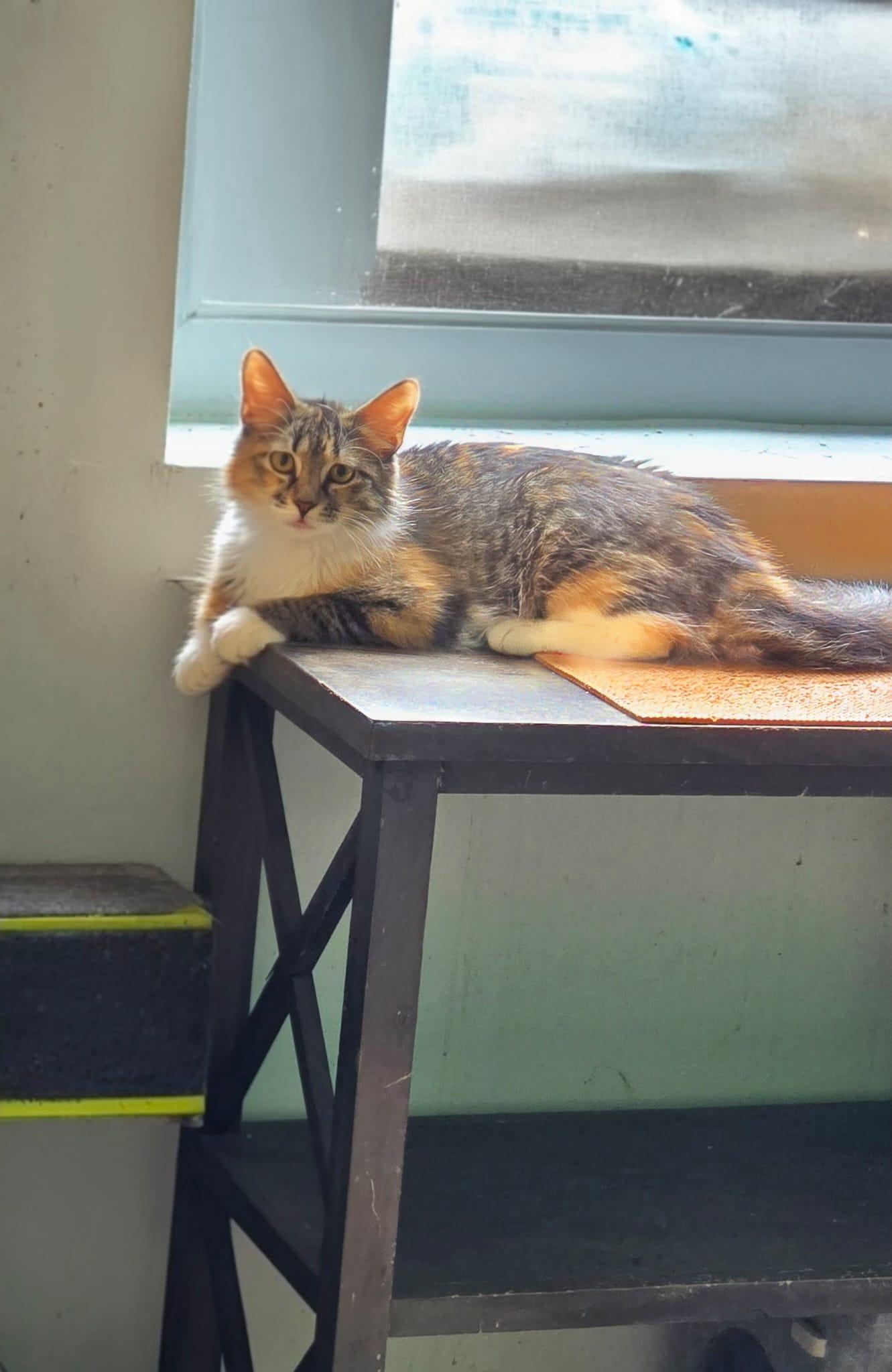 MIRAI, ADOPTABLE, Kitten Female Calico & American Shorthair.