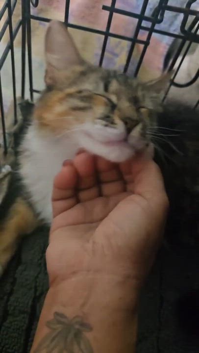 Enlarge MIRAI, a ADOPTABLE mixed breed in Miami, FL video 3/4