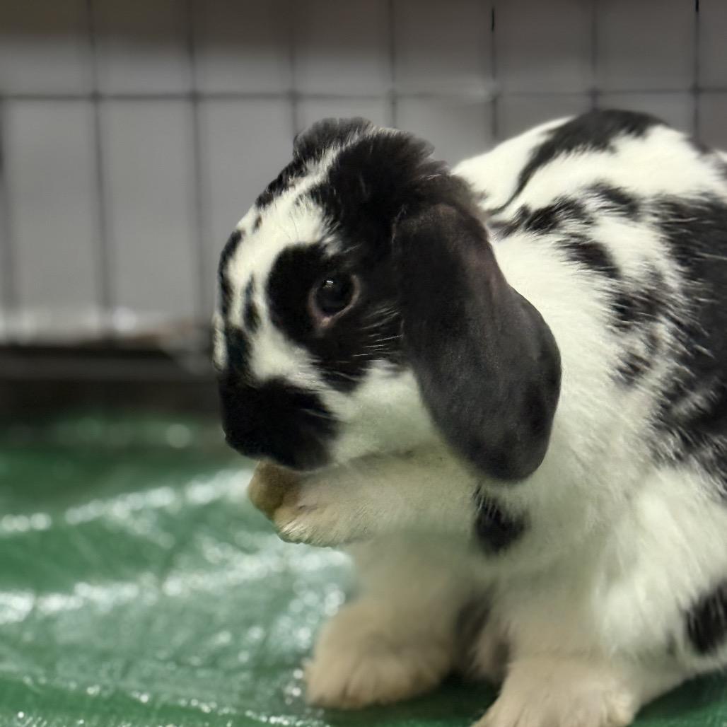 Douglas, a Adopted mixed breed in Bismarck, ND image 1/6