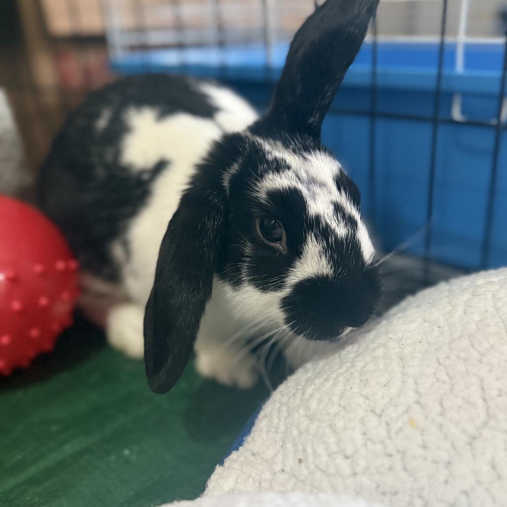 Douglas, a Adopted mixed breed in Bismarck, ND image 2/6