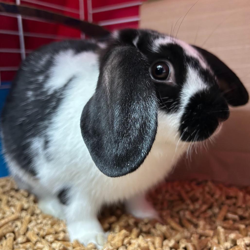 Douglas, a Adopted mixed breed in Bismarck, ND image 3/6