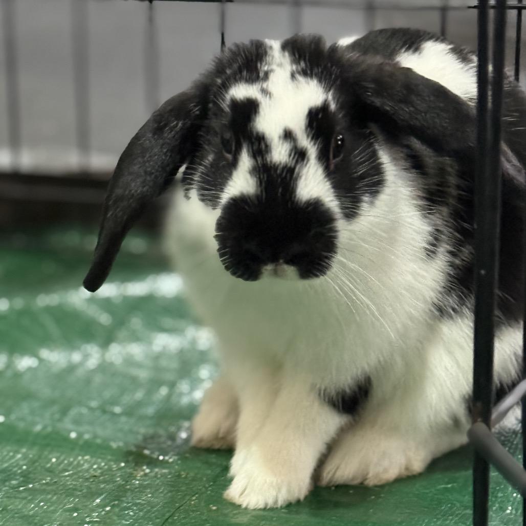Douglas, a Adopted mixed breed in Bismarck, ND image 4/6