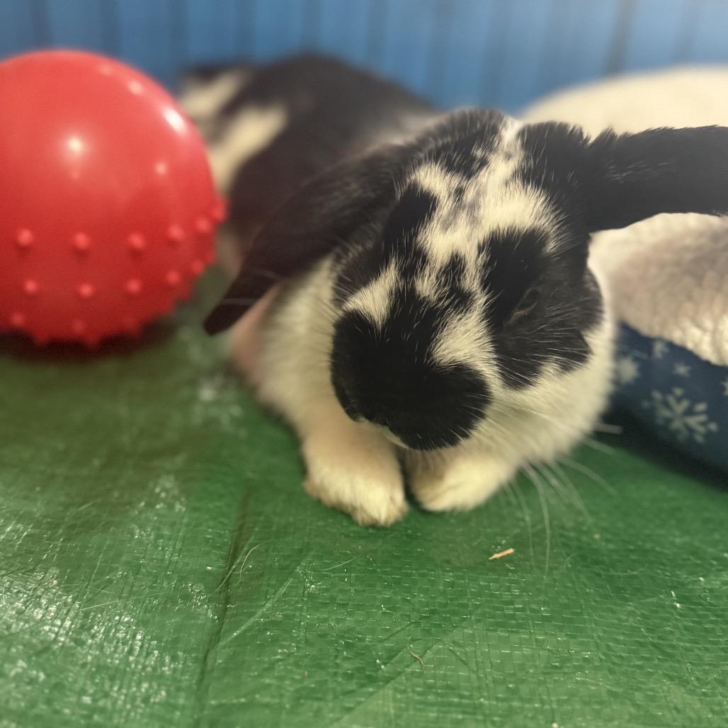 Douglas, a Adopted mixed breed in Bismarck, ND image 6/6