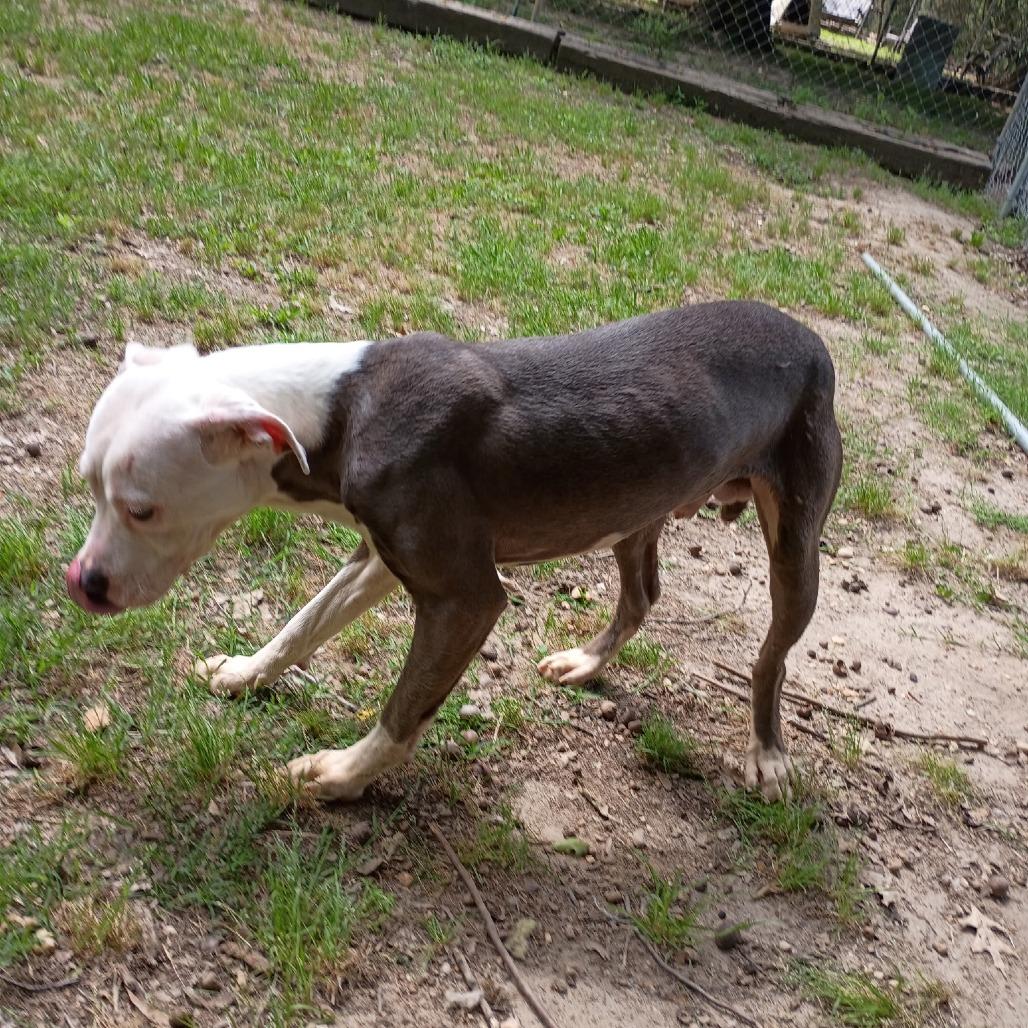 Squish, Adoptable, Adult Male Pit Bull Terrier.