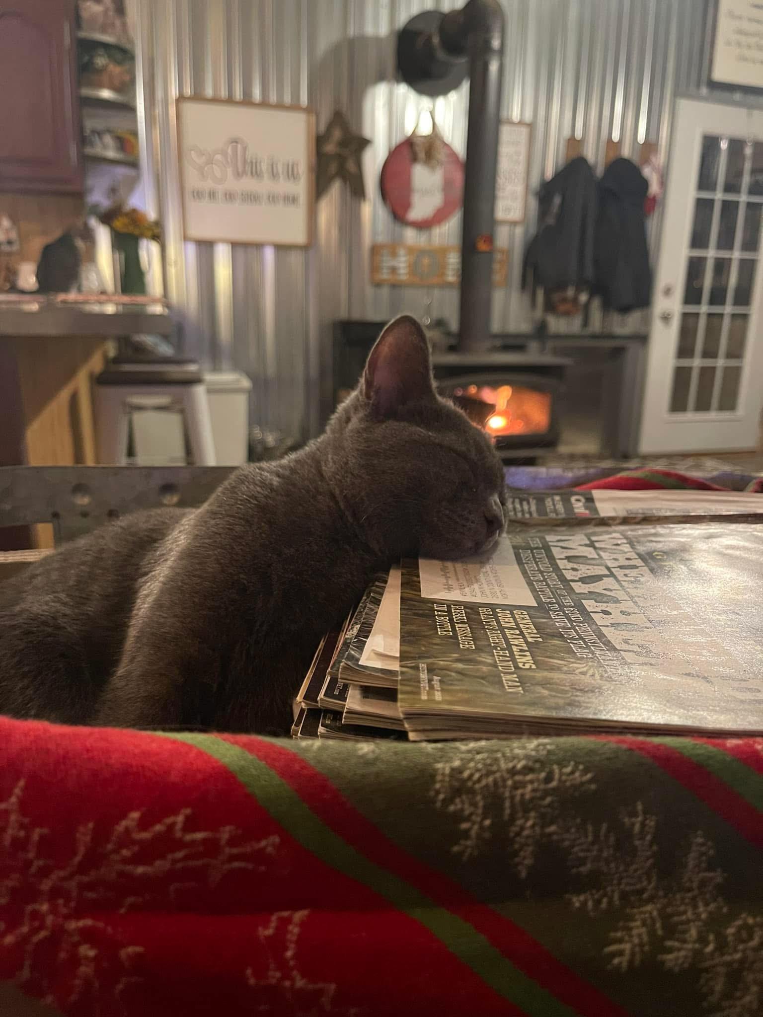 Enlarge Ophelia, a ADOPTABLE Domestic Short Hair in North Vernon, IN image 3/3