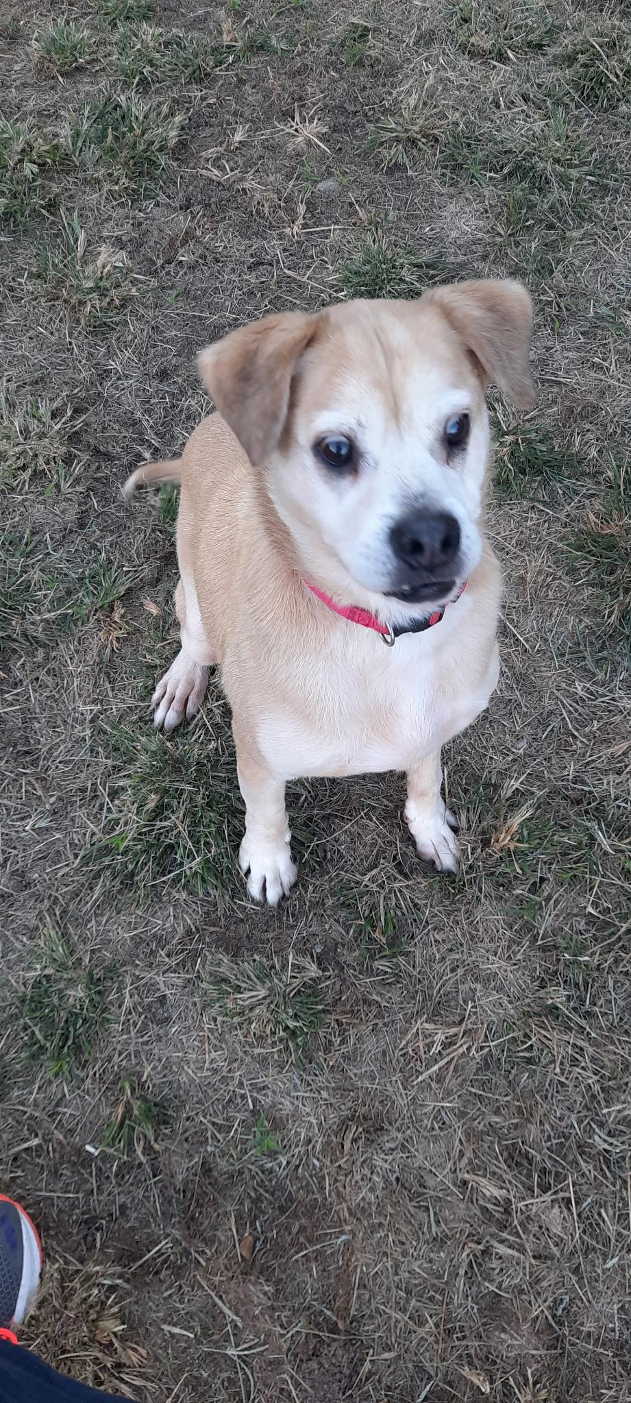 Bugs, Adoptable, Senior Male Labrador Retriever.
