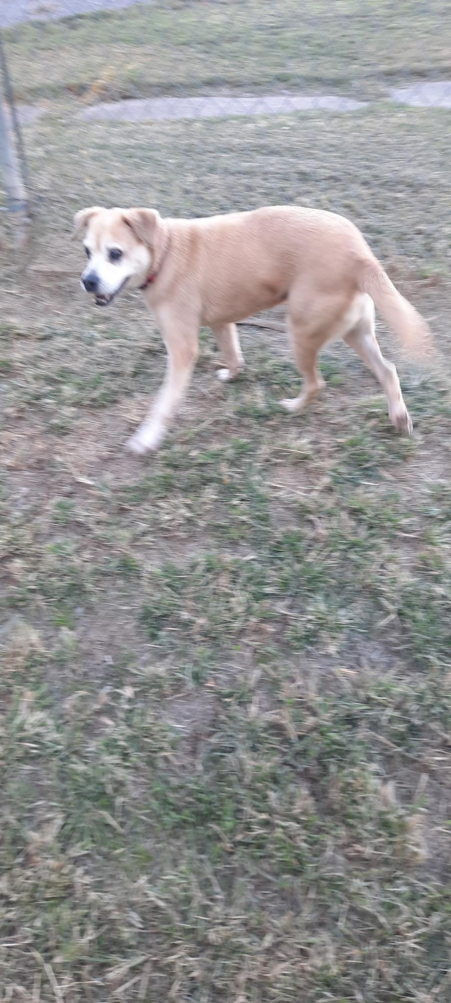 Bugs, a Adoptable mixed breed in Metropolis, IL image 3/3