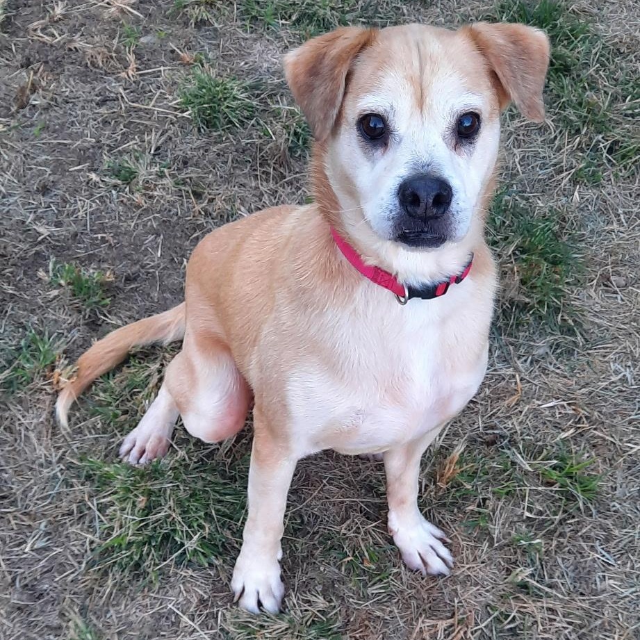 Bugs, Adoptable, Senior Male Labrador Retriever.