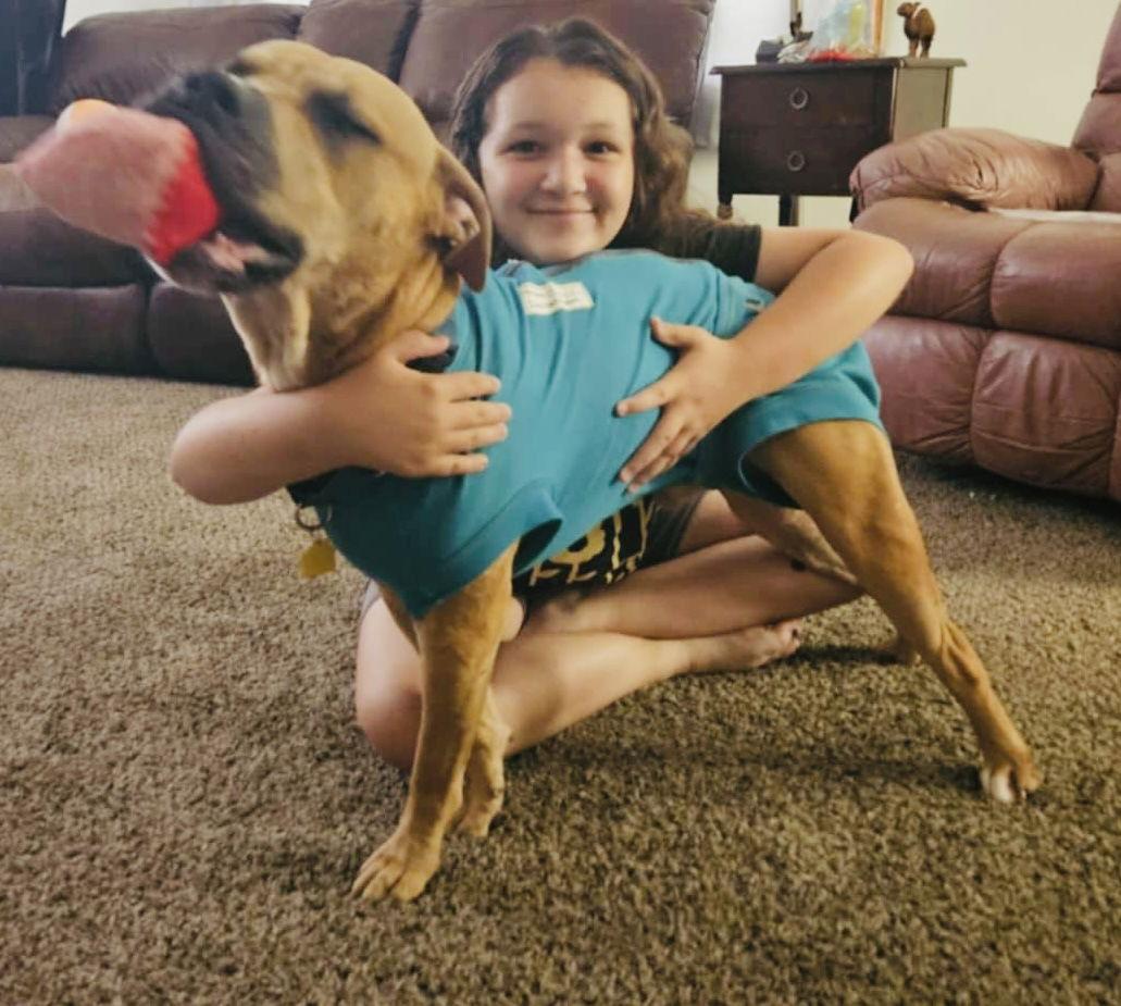 Marco, Adoptable, Adult Male Pit Bull Terrier.