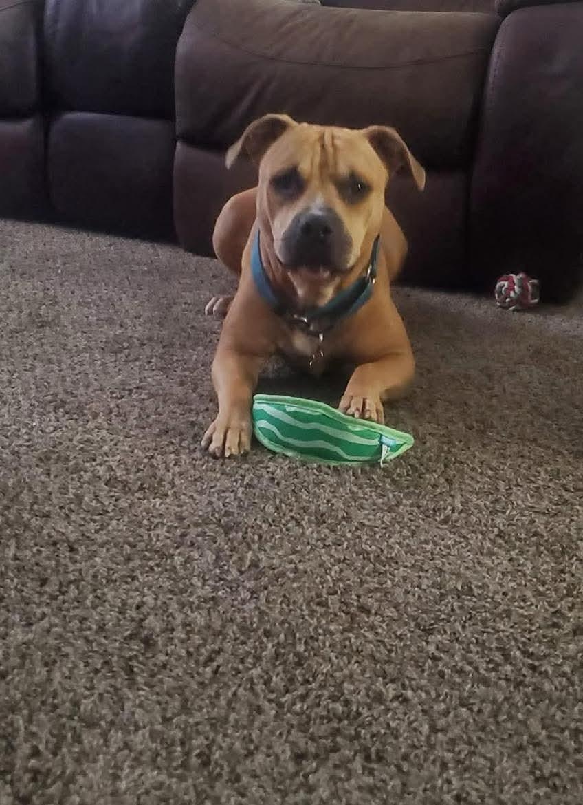 Marco, a Adoptable Pit Bull Terrier in Germantown, OH image 2/3