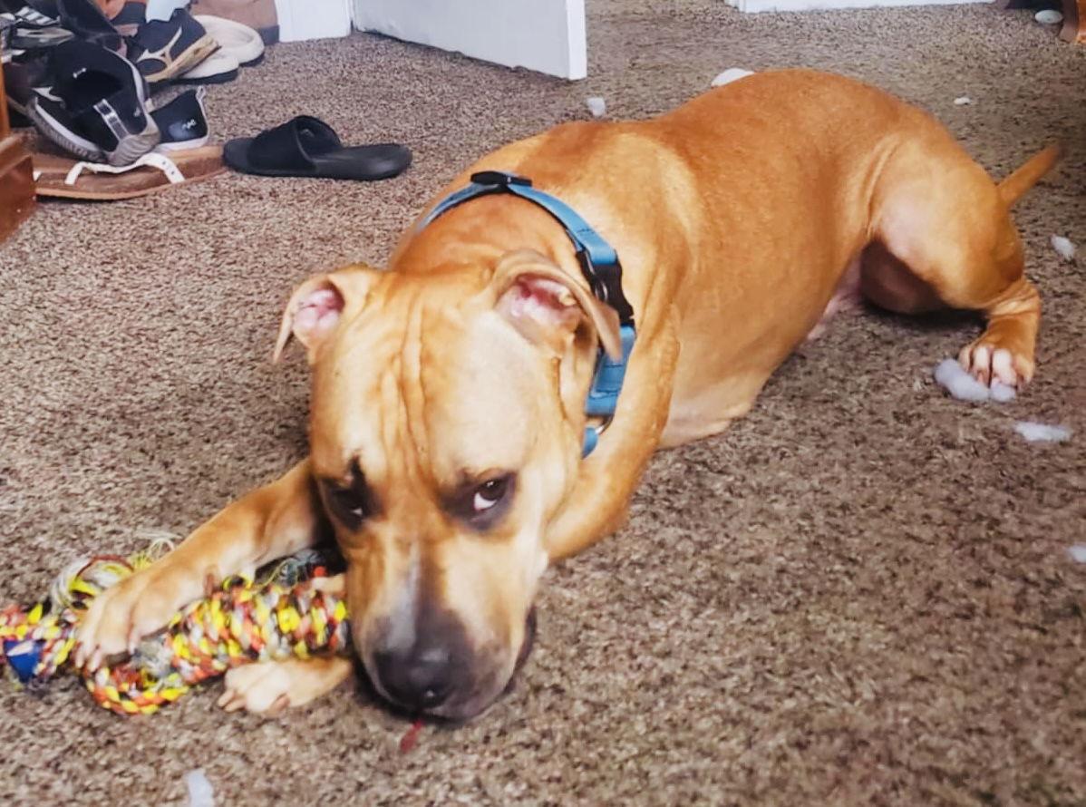 Marco, a Adoptable Pit Bull Terrier in Germantown, OH image 3/3