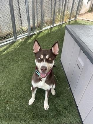 Sheena, Adoptable, Adult Female Siberian Husky & Mixed Breed.