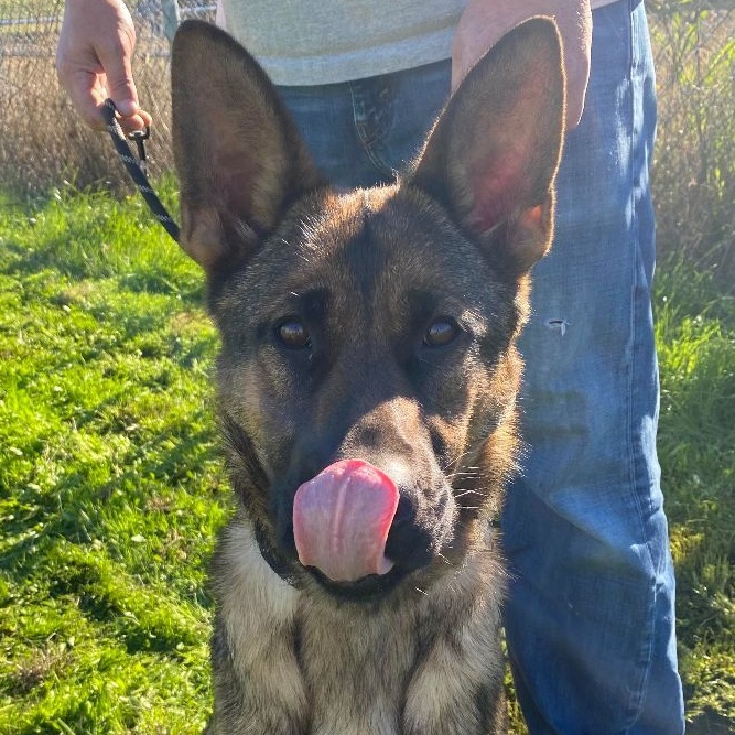 Sheba, adoptable, Adult Female German Shepherd Dog & Dutch Shepherd.