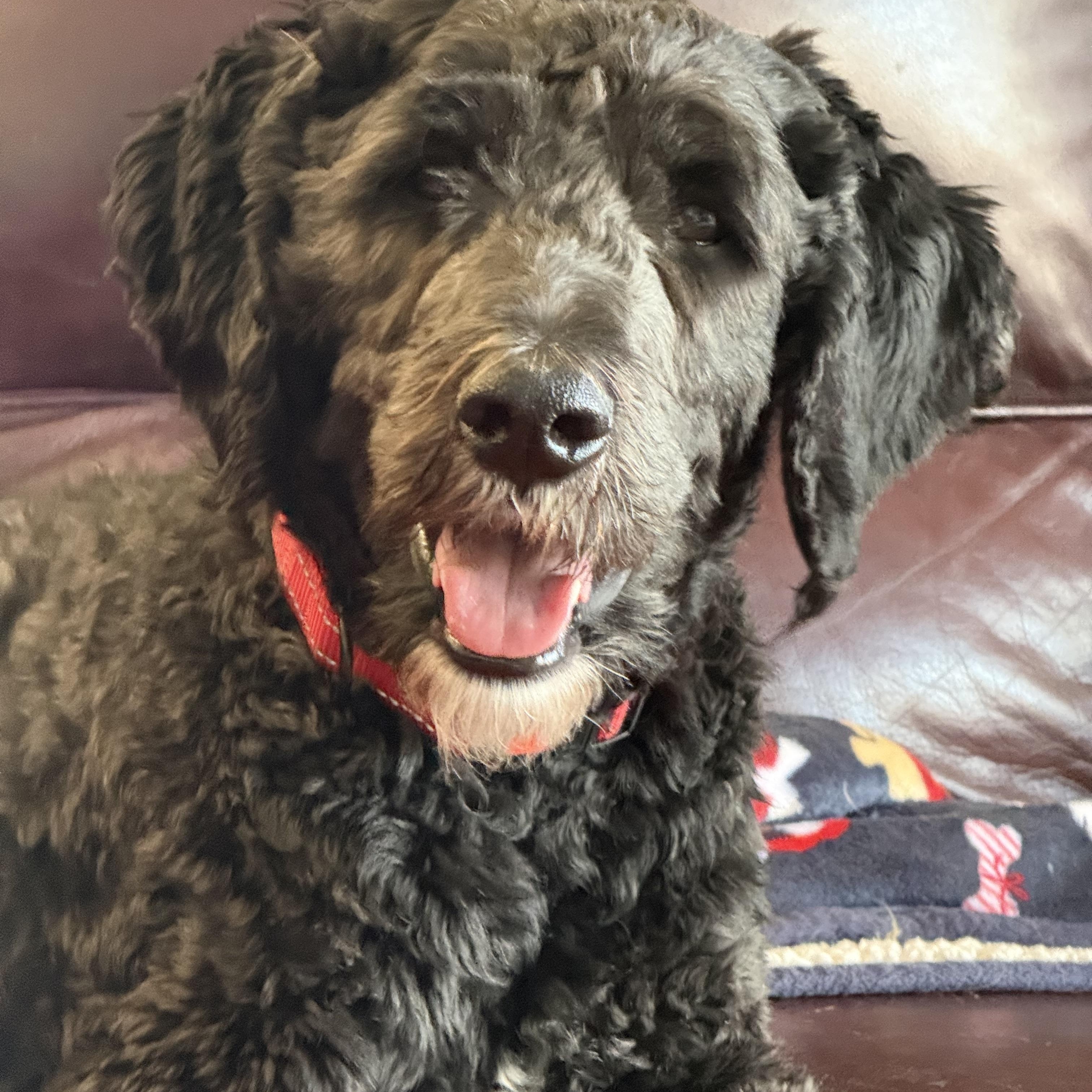 Curly, adopted, Adult Male Labradoodle.