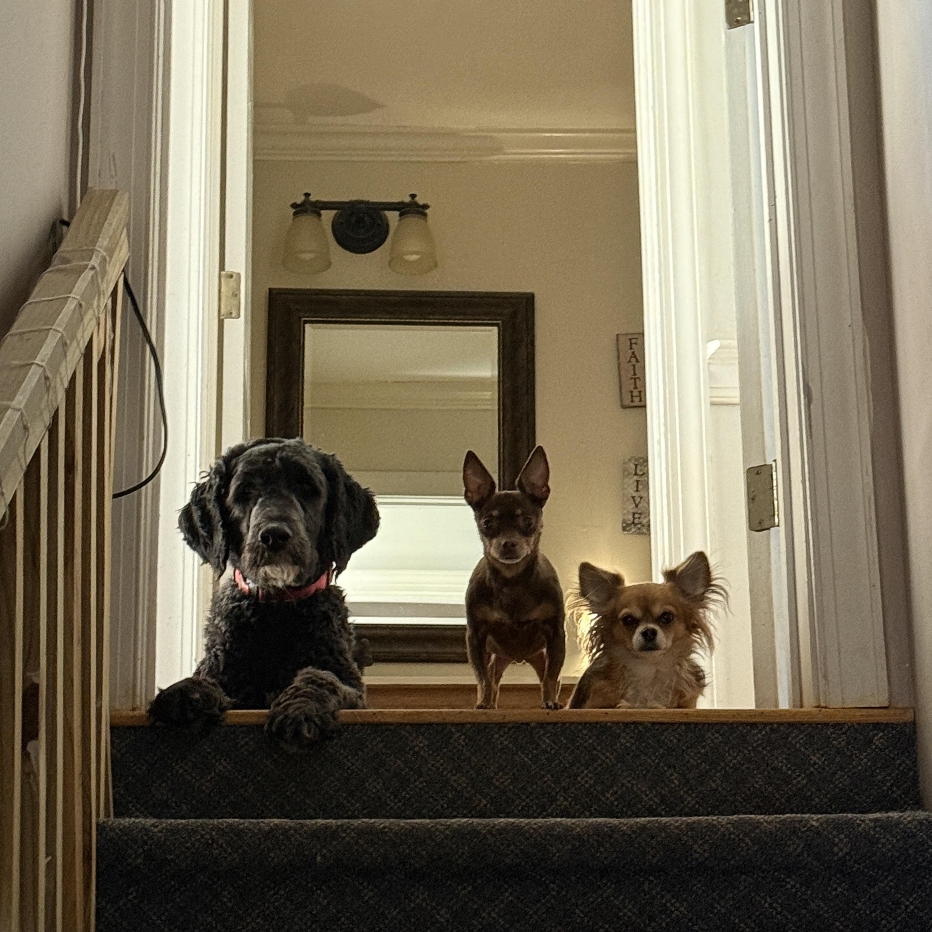 Enlarge Curly, an adopted mixed breed in Yadkinville, NC image 6/6