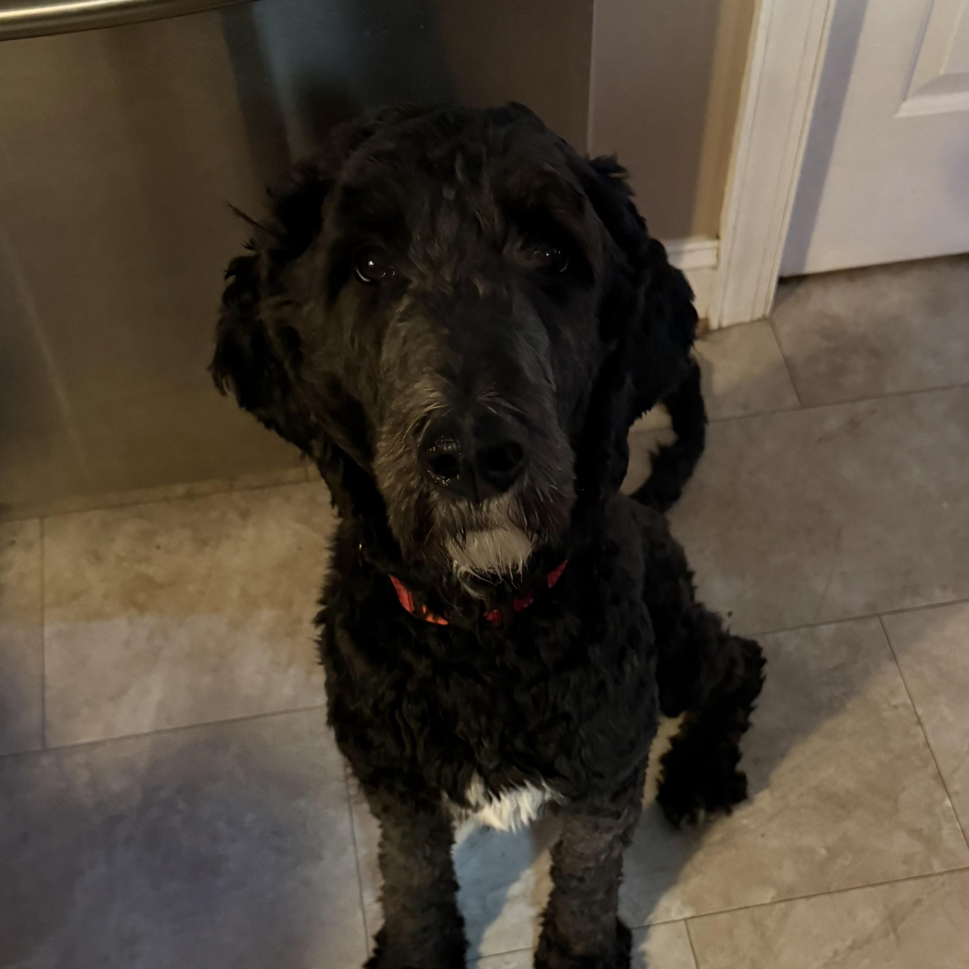 Enlarge Curly, an adopted mixed breed in Yadkinville, NC image 5/6