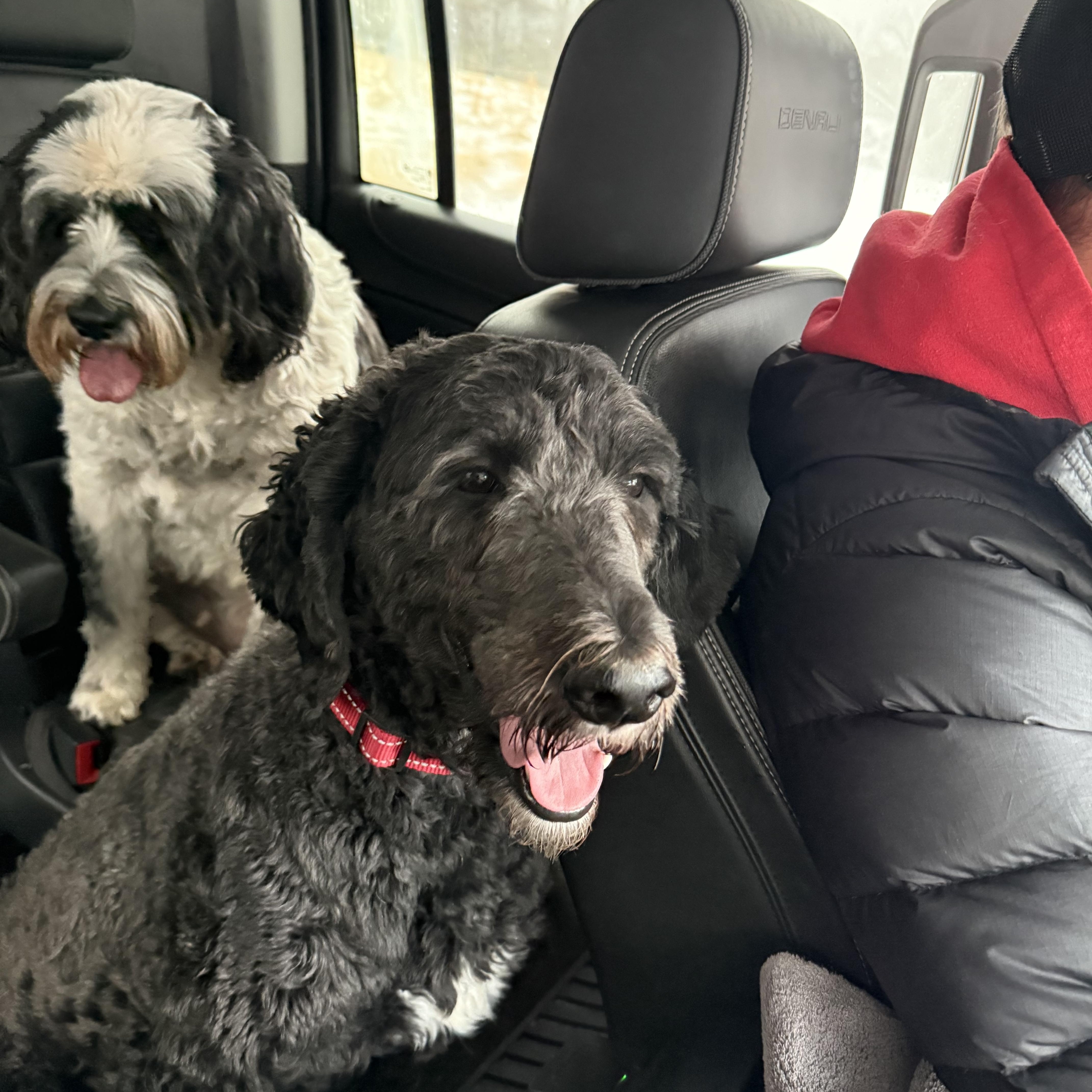 Enlarge Curly, an adopted mixed breed in Yadkinville, NC image 4/6